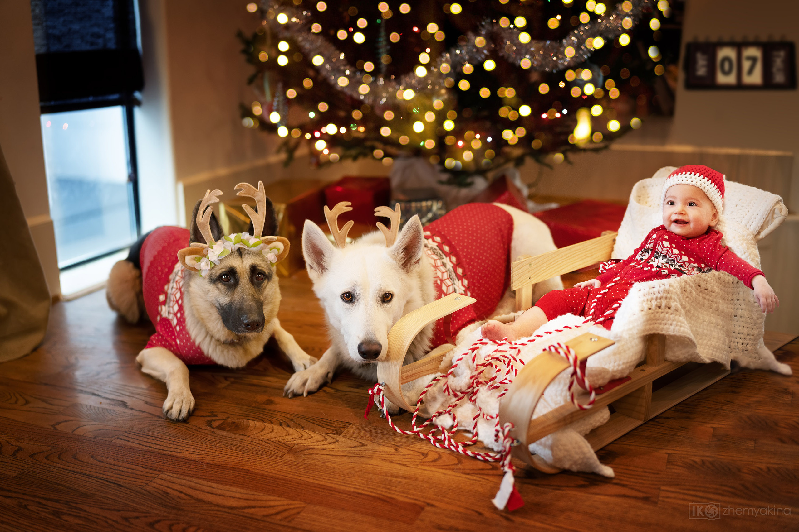 New Year’s shooting dogs. Photographer Irina Kozhemyakina. Houston