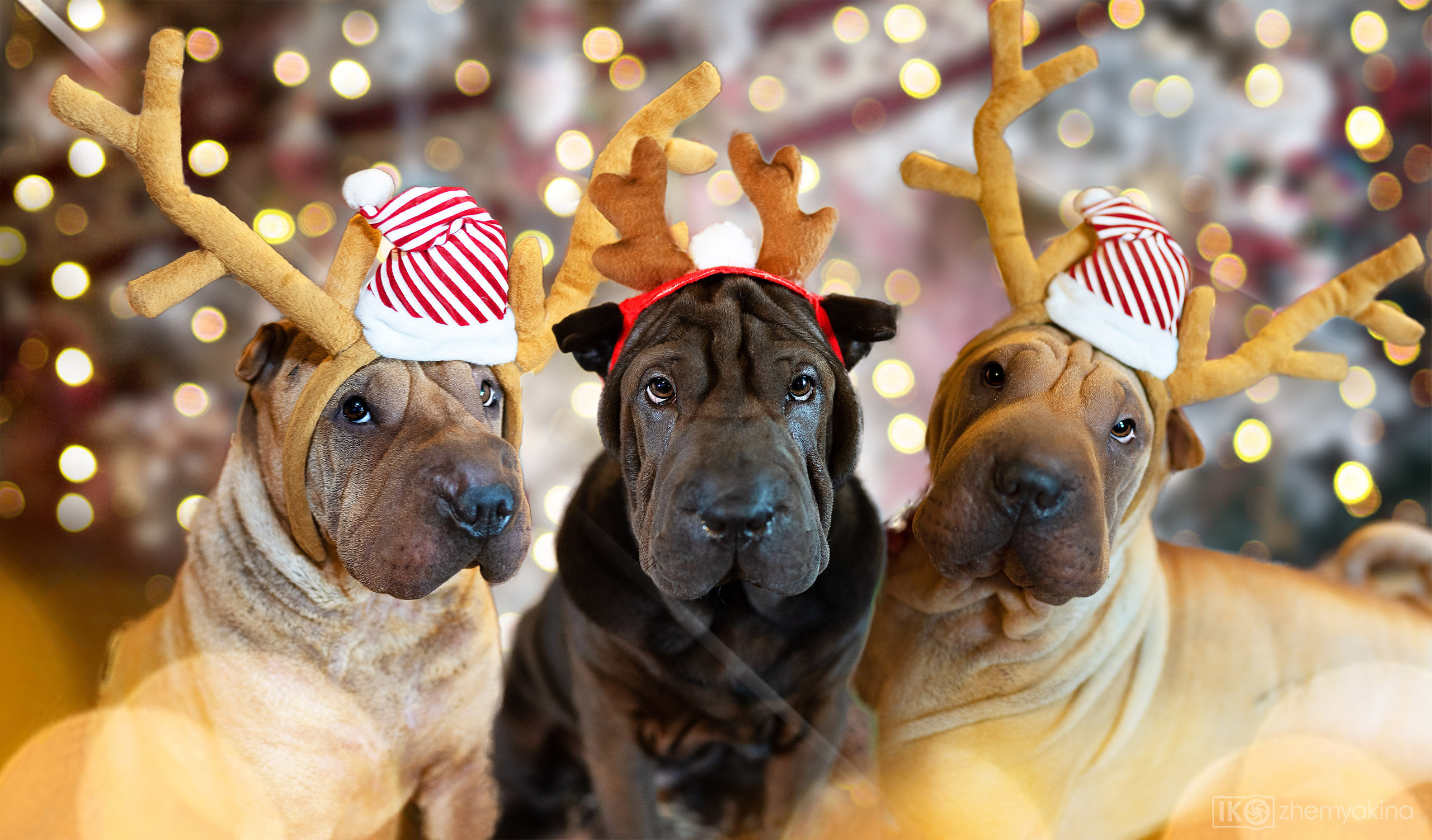 New Year’s shooting dogs. Photographer Irina Kozhemyakina. Houston