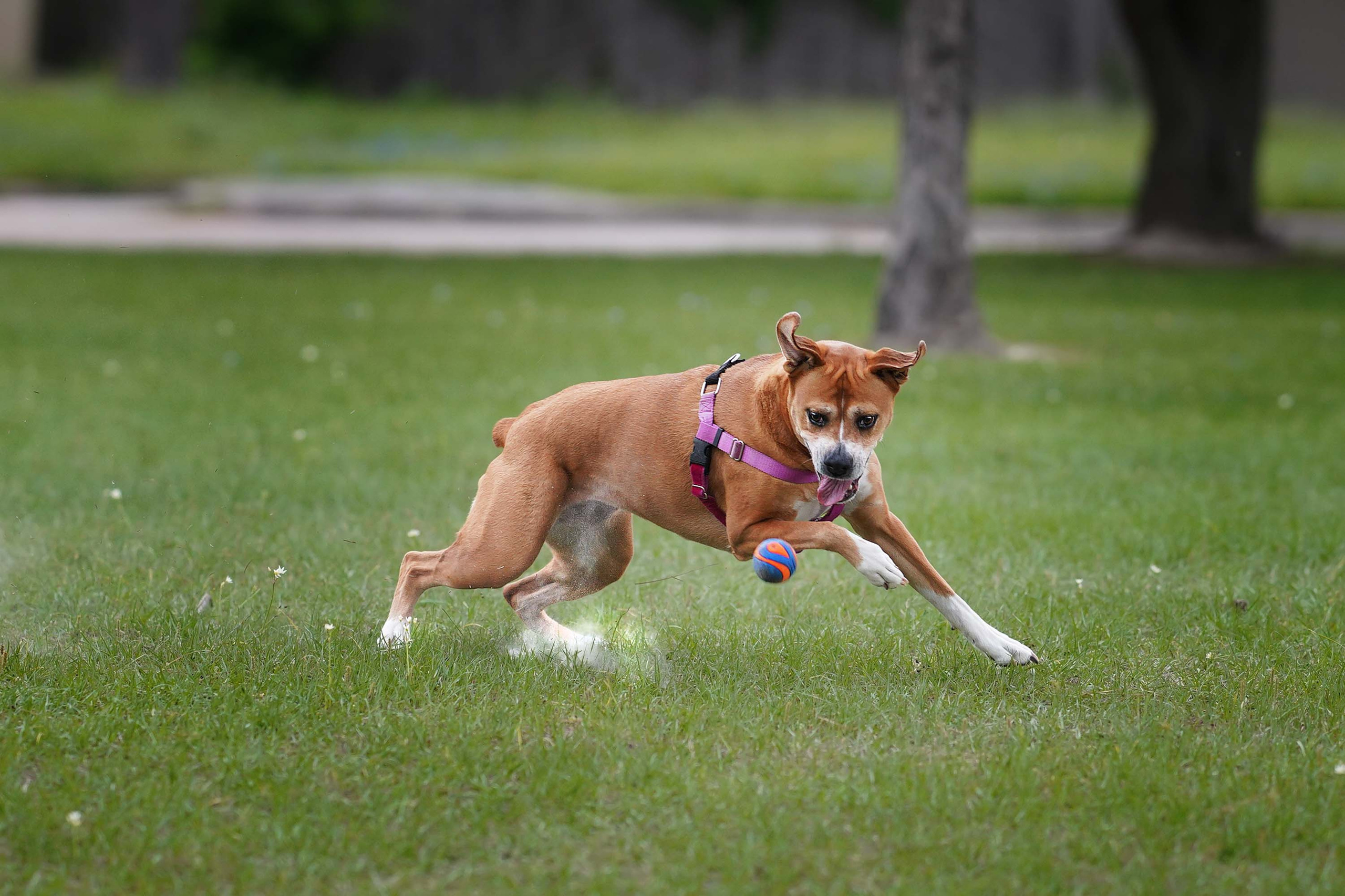 Nala. Photographer Irina Kozhemyakina. Houston
