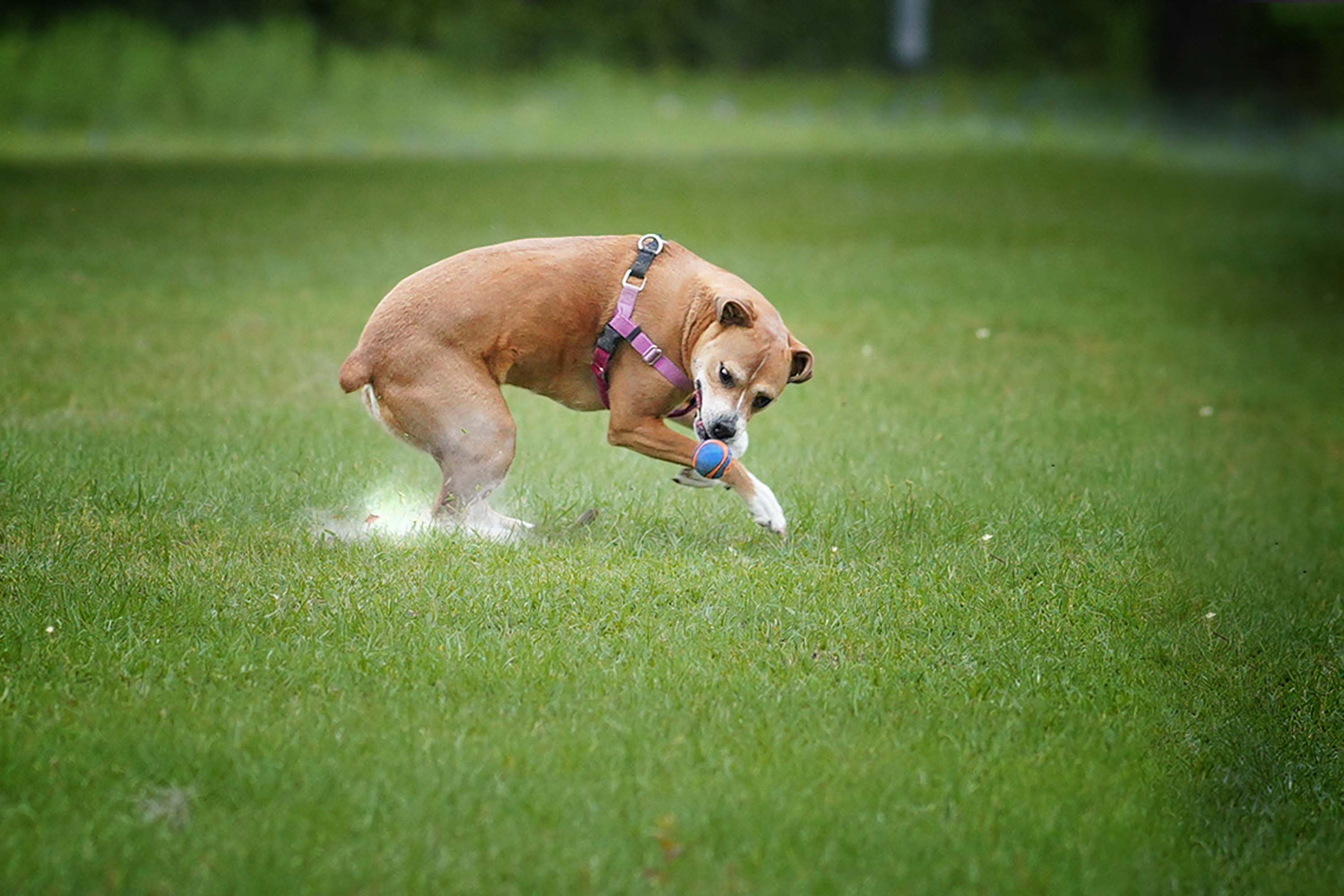 Nala. Photographer Irina Kozhemyakina. Houston