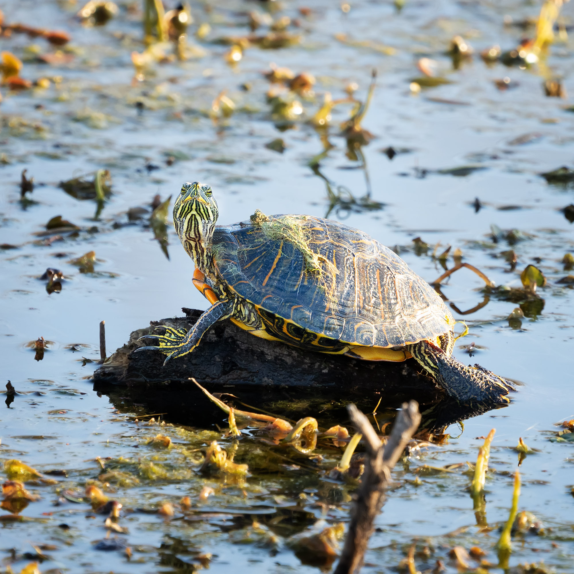 Brazos Bend State Park — Texas Parks and Wildlife. Photographer Irina Kozhemyakina. Houston
