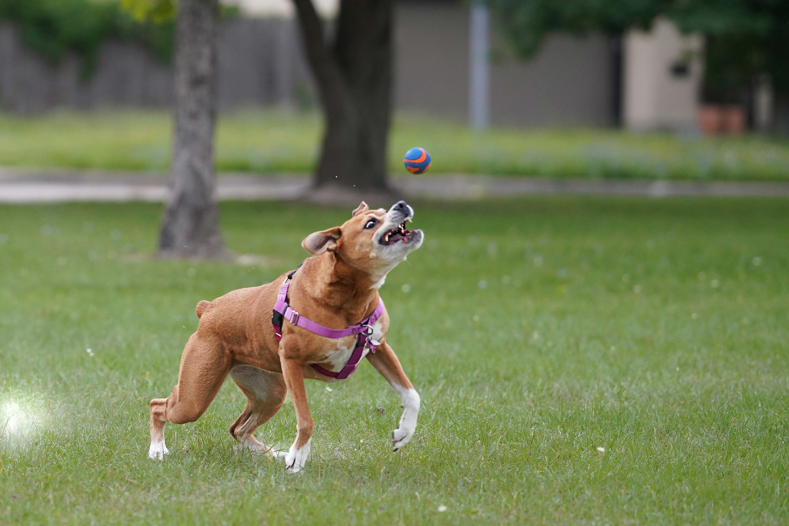 Nala. Photographer Irina Kozhemyakina. Houston