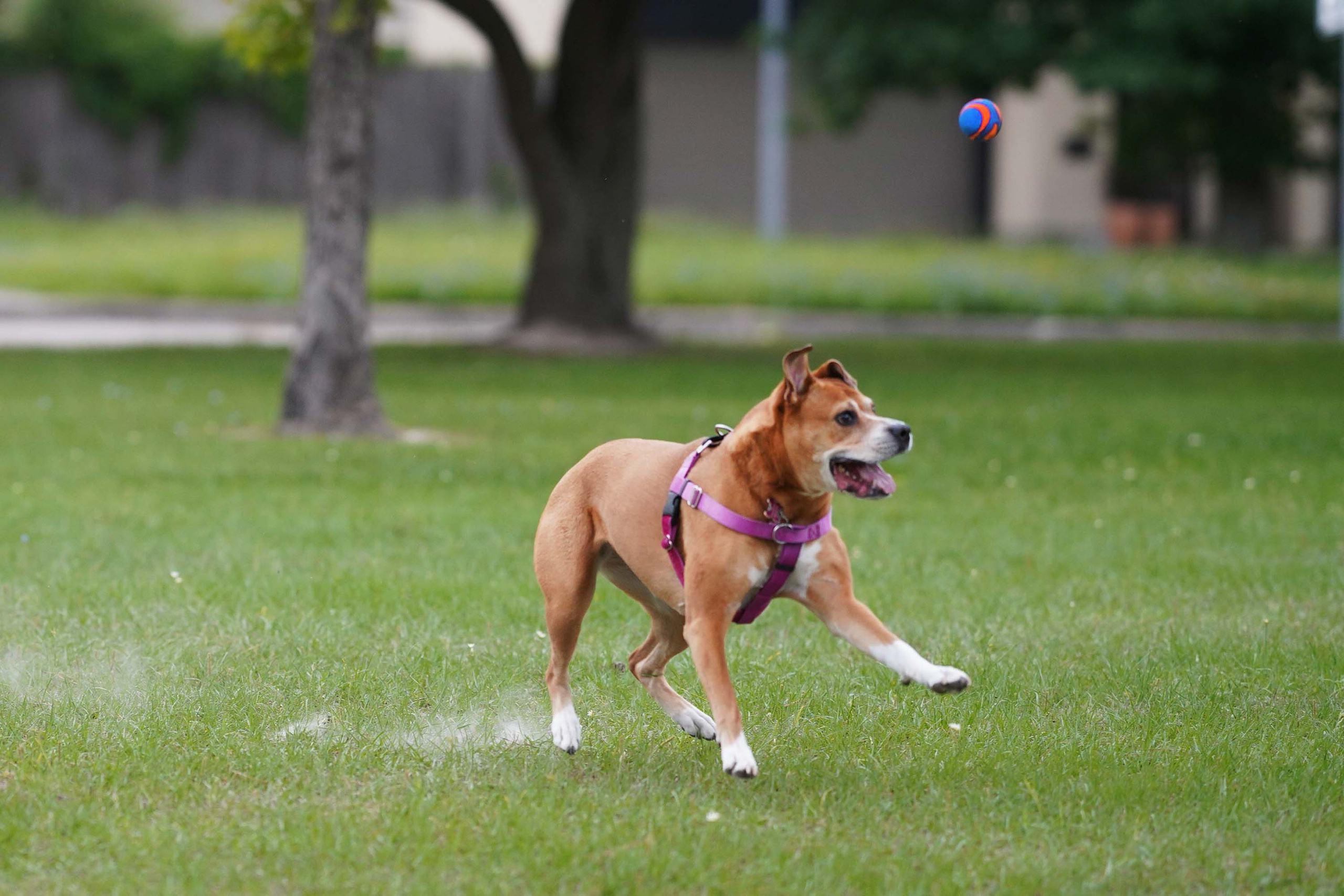 Nala. Photographer Irina Kozhemyakina. Houston