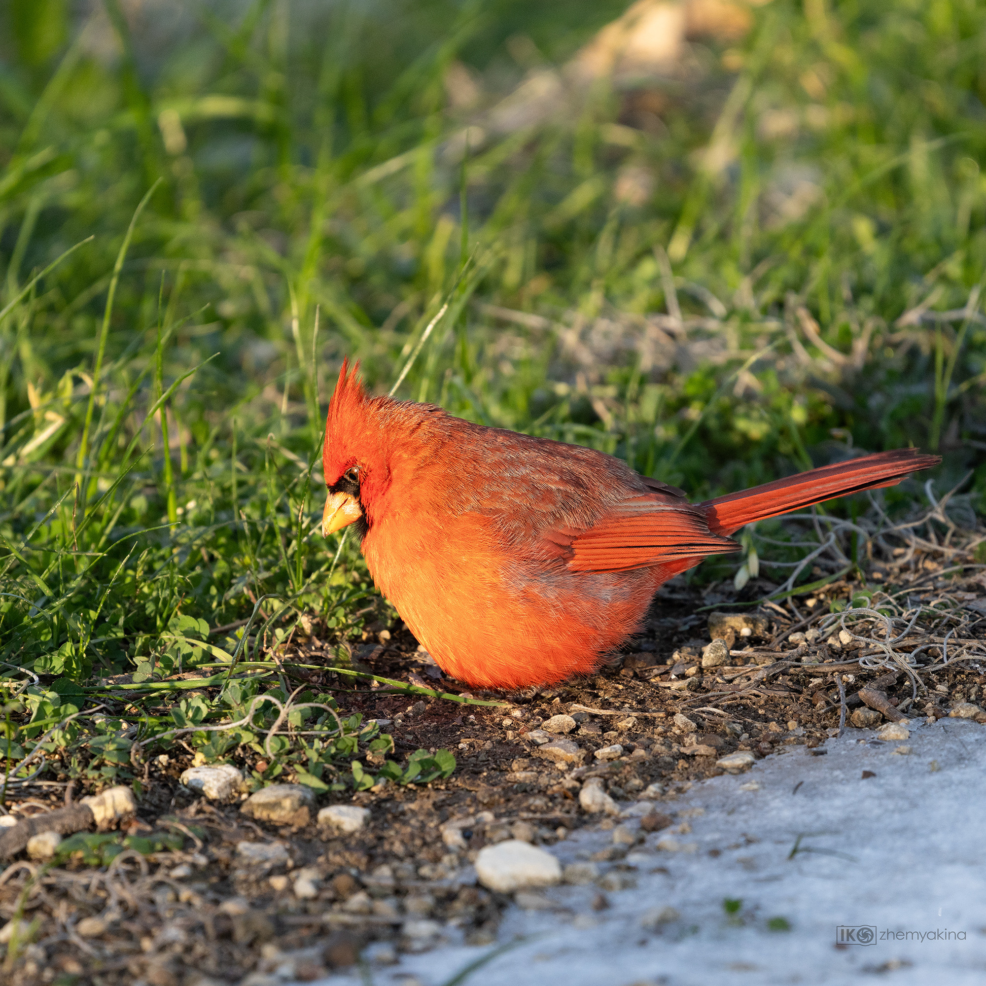 Brazos Bend State Park — Texas Parks and Wildlife. Photographer Irina Kozhemyakina. Houston