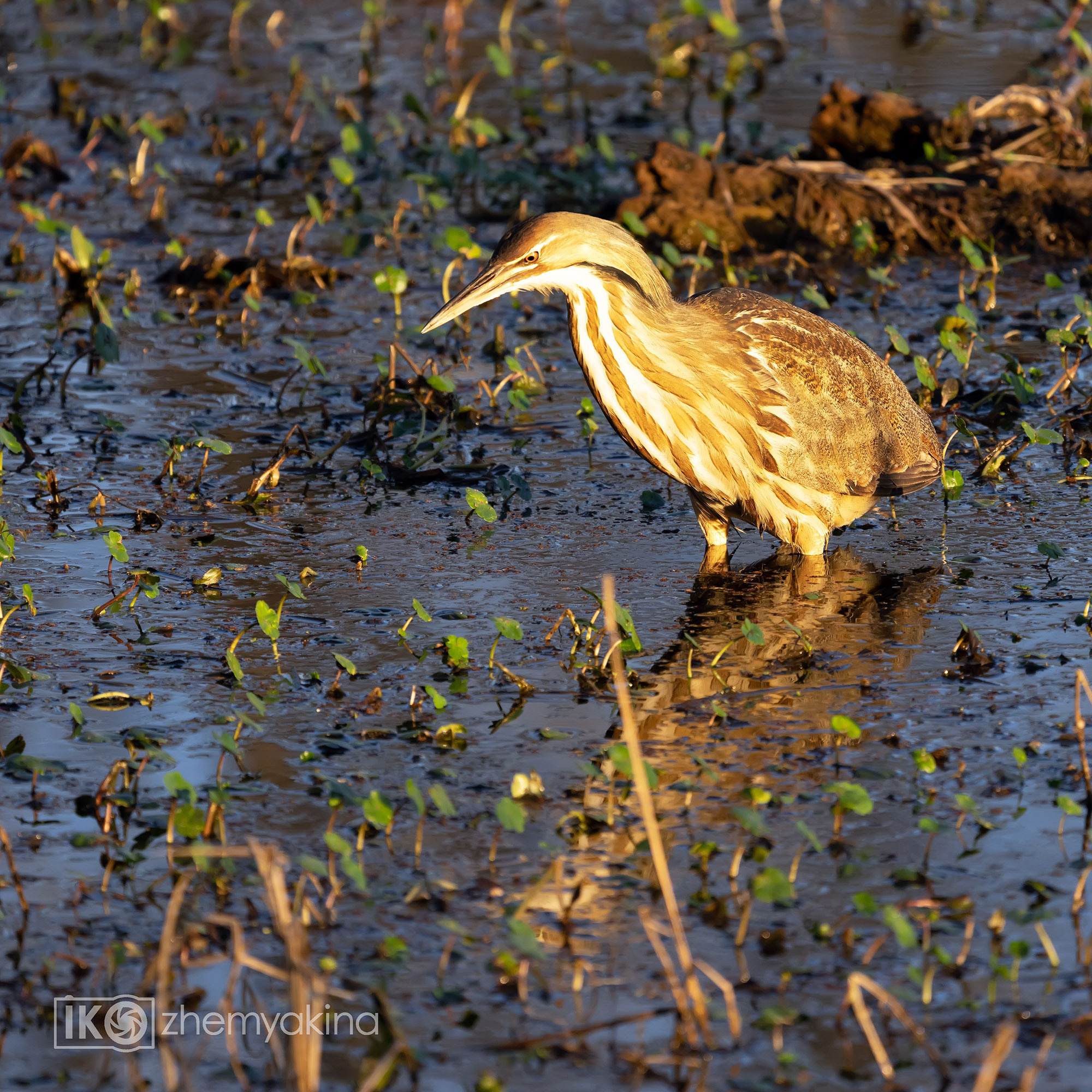 Brazos Bend State Park — Texas Parks and Wildlife. Photographer Irina Kozhemyakina. Houston