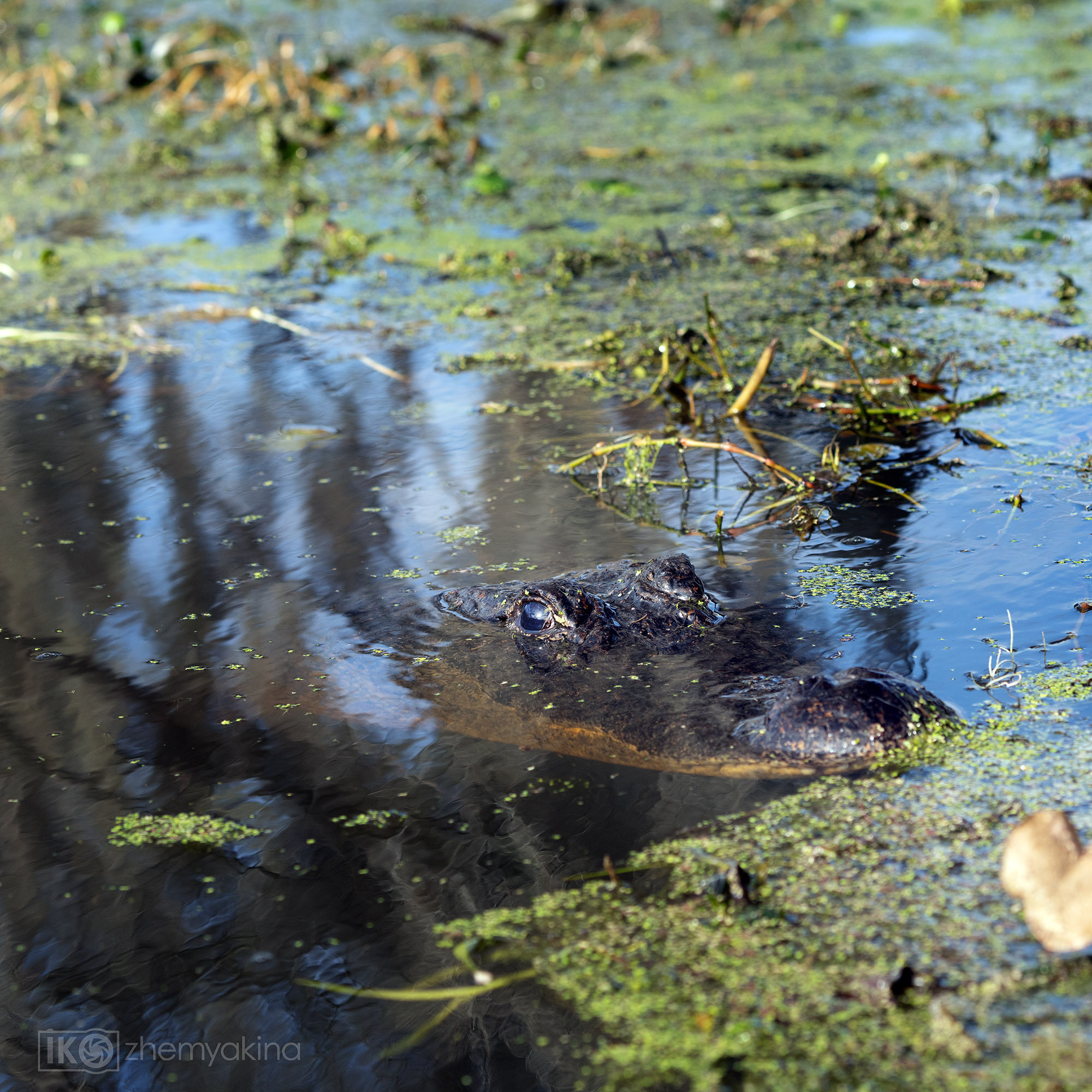 Brazos Bend State Park — Texas Parks and Wildlife. Photographer Irina Kozhemyakina. Houston