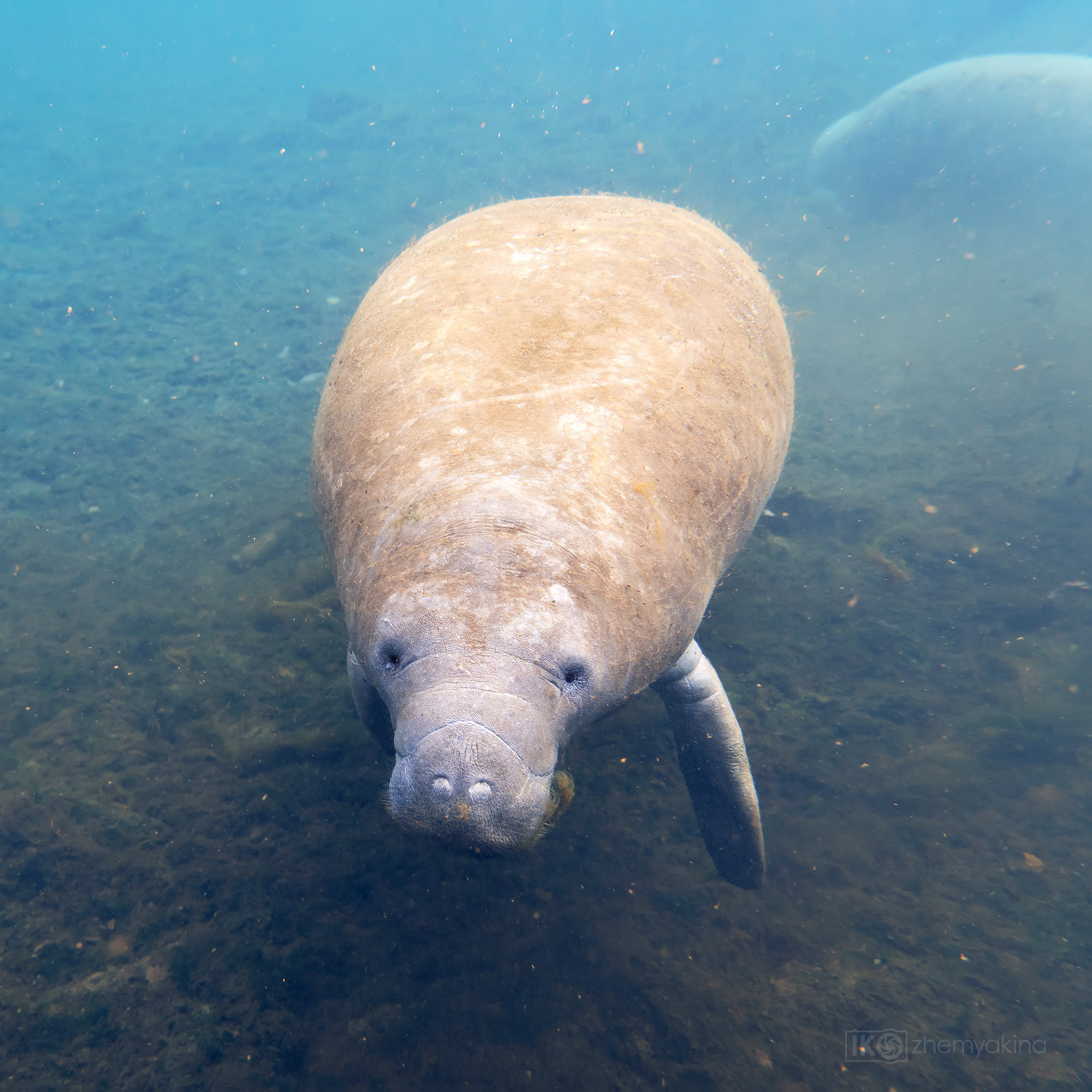 Manatee Springs State Park. Photographer Irina Kozhemyakina. Houston