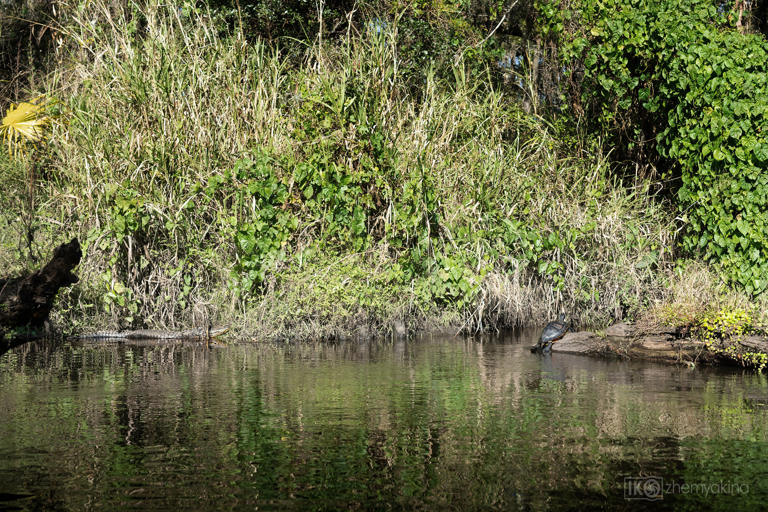 There's an alligator and a turtle here