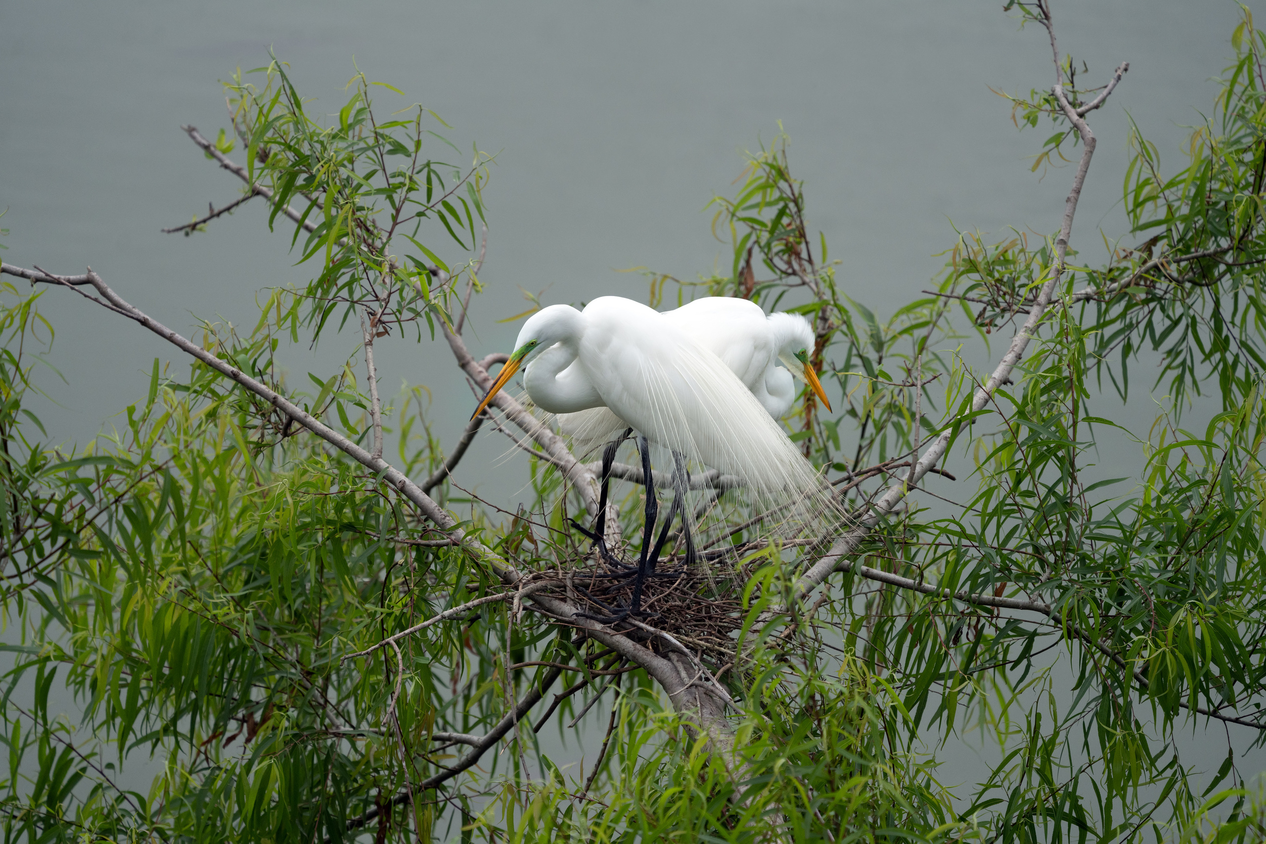 Smith Oaks Sanctuary. Photographer Irina Kozhemyakina. Houston