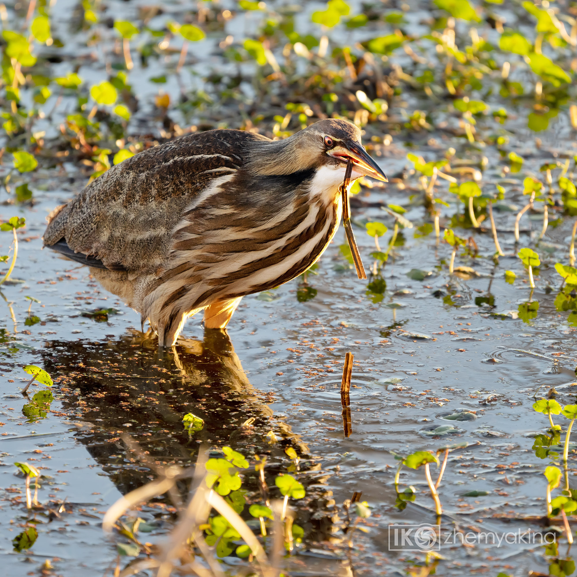 Brazos Bend State Park — Texas Parks and Wildlife. Photographer Irina Kozhemyakina. Houston
