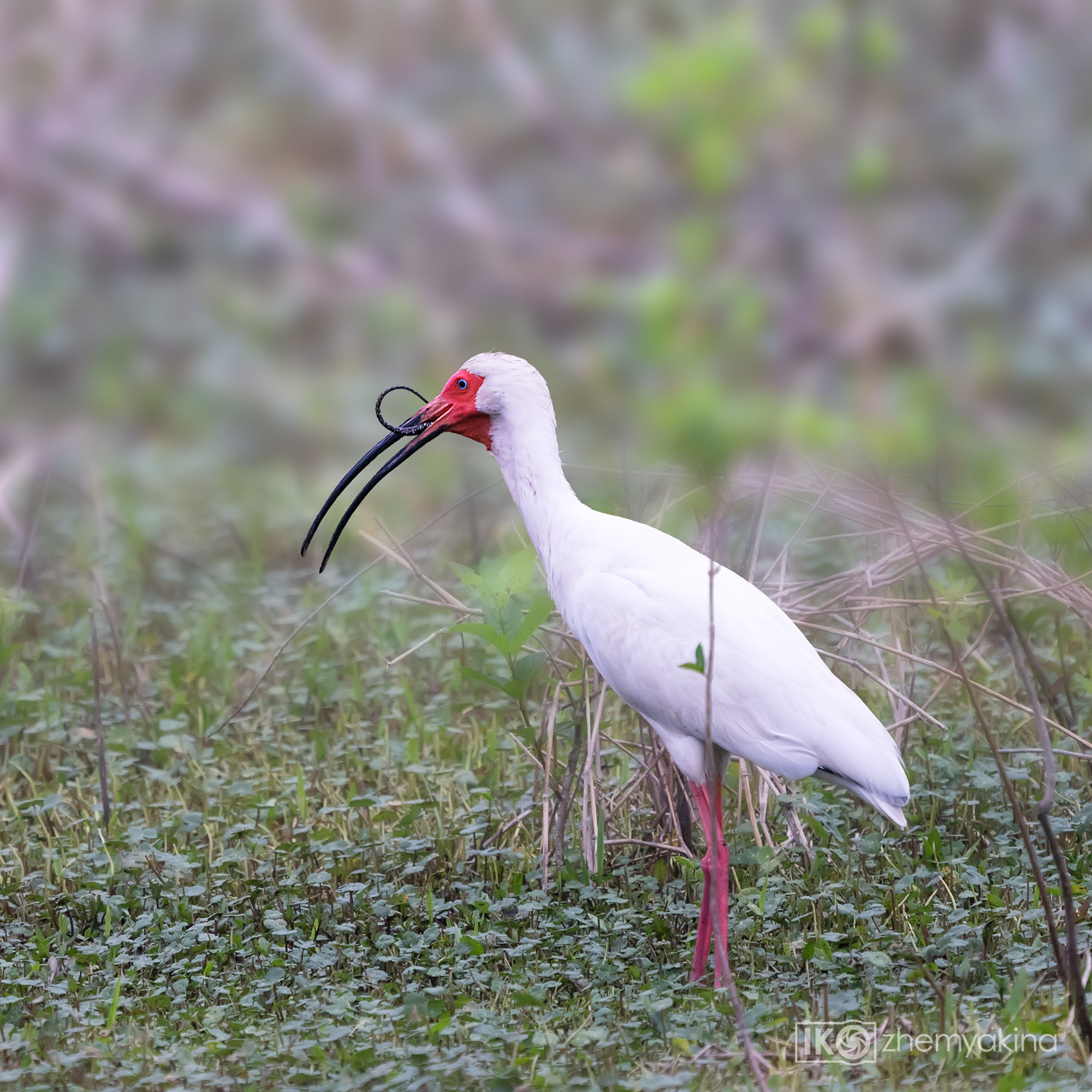 Brazos Bend State Park — Texas Parks and Wildlife. Photographer Irina Kozhemyakina. Houston