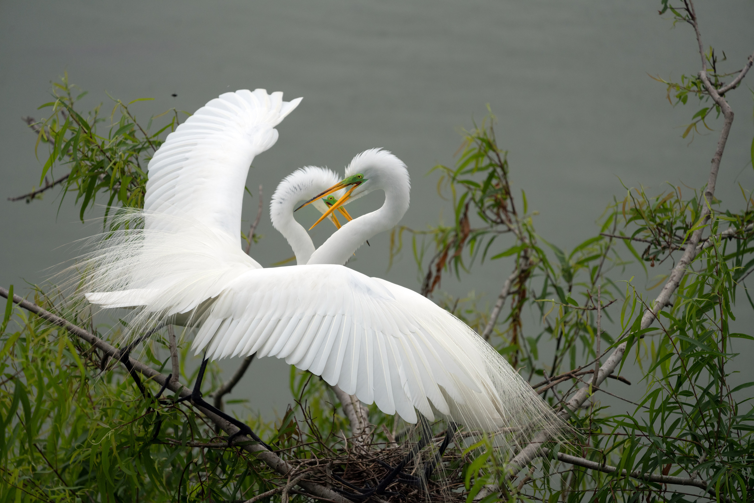 Smith Oaks Sanctuary. Photographer Irina Kozhemyakina. Houston