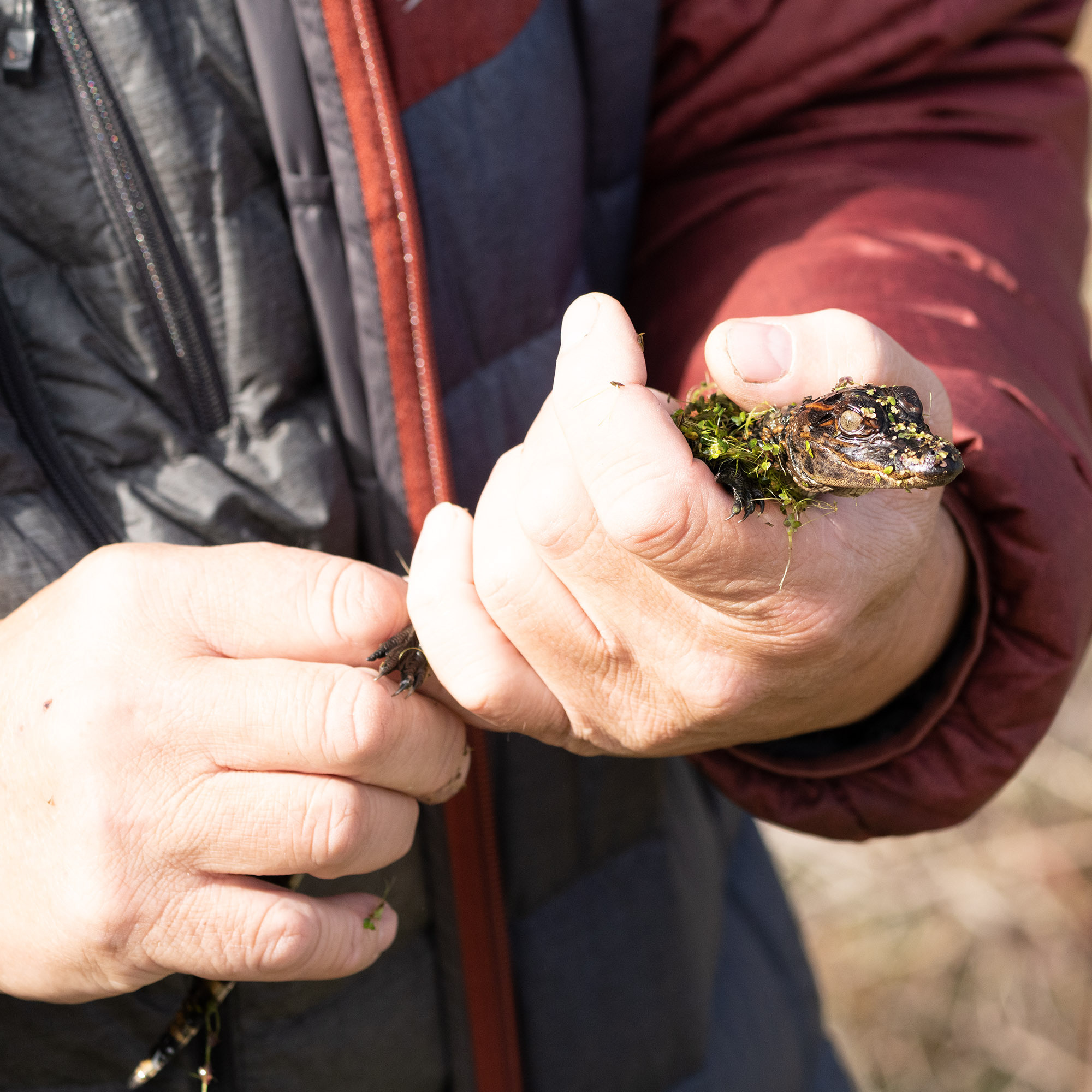 Brazos Bend State Park — Texas Parks and Wildlife. Photographer Irina Kozhemyakina. Houston