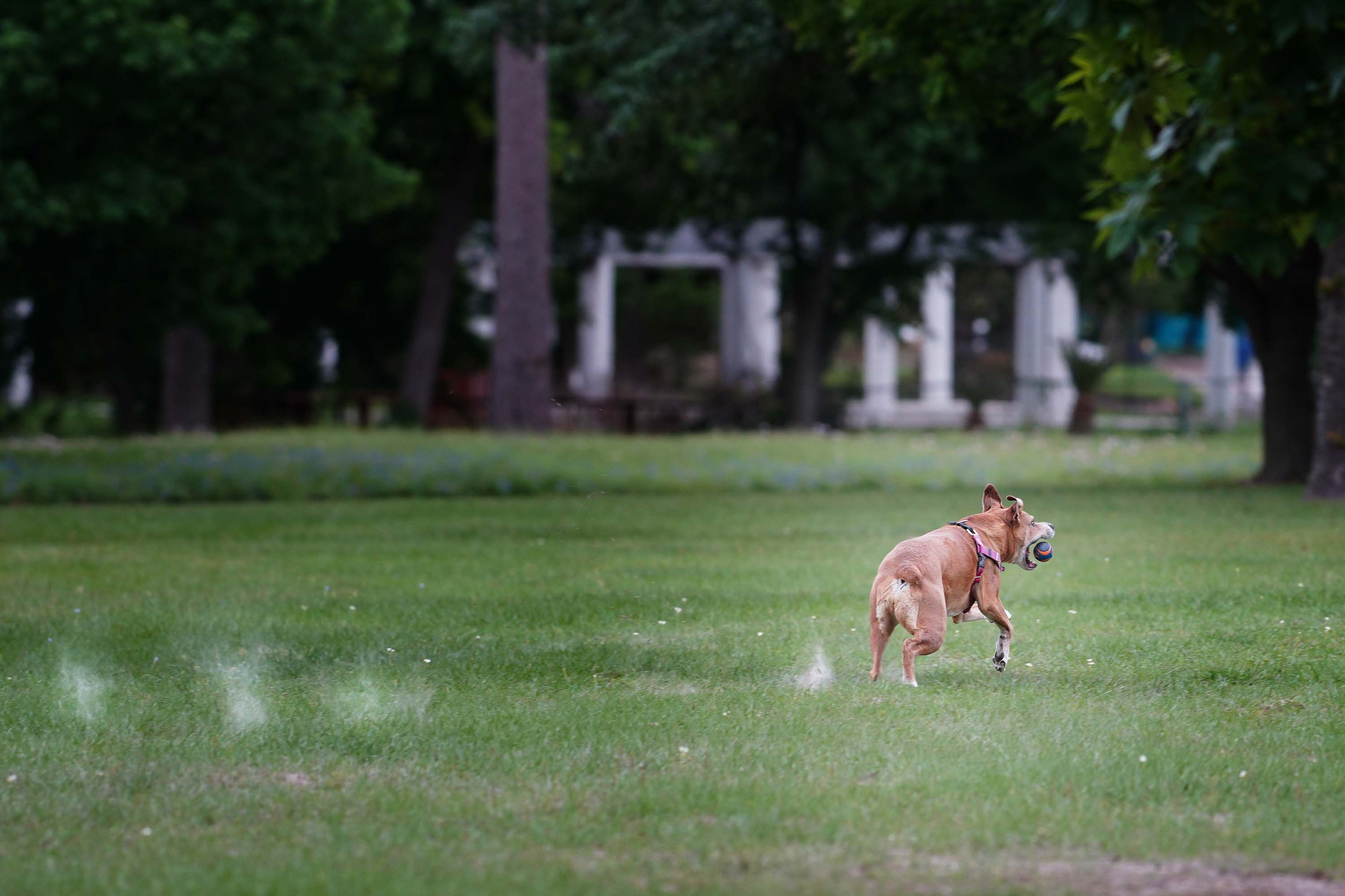 Nala. Photographer Irina Kozhemyakina. Houston