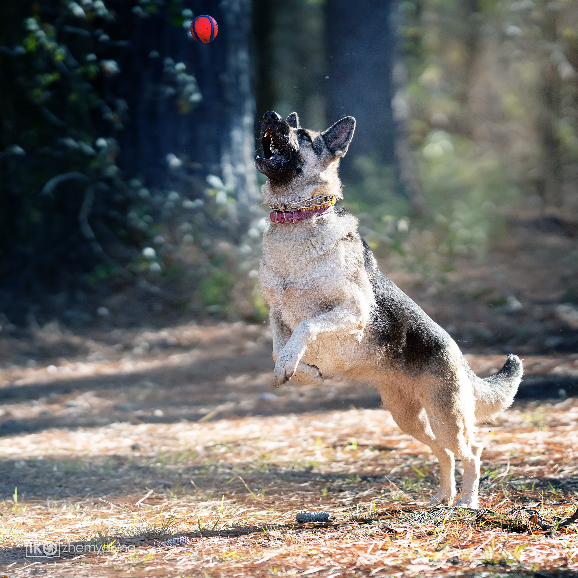 Two shepherd dogs and a ball. Photographer Irina Kozhemyakina. Houston