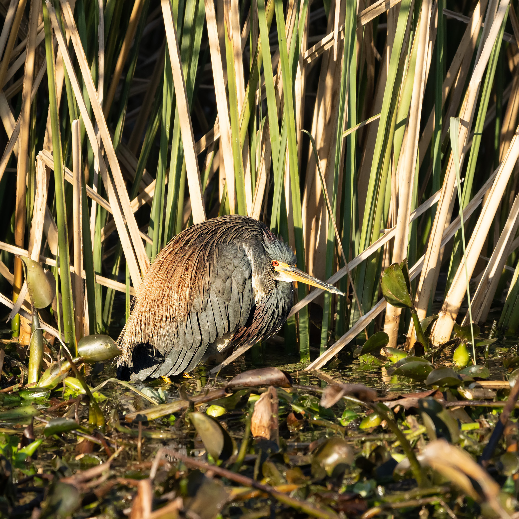 Brazos Bend State Park — Texas Parks and Wildlife. Photographer Irina Kozhemyakina. Houston