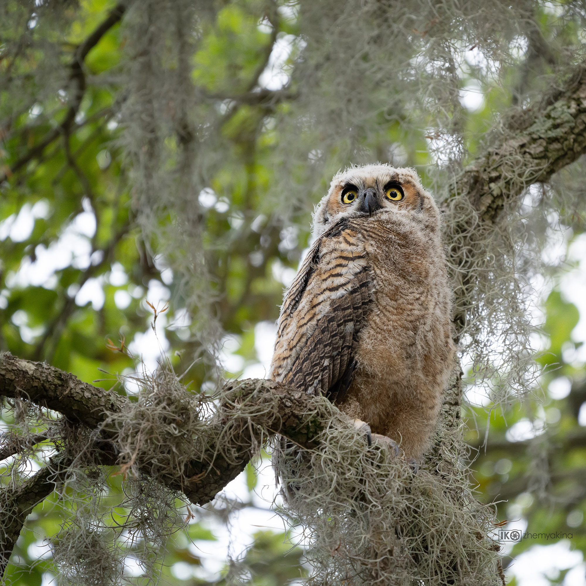 Brazos Bend State Park — Texas Parks and Wildlife. Photographer Irina Kozhemyakina. Houston