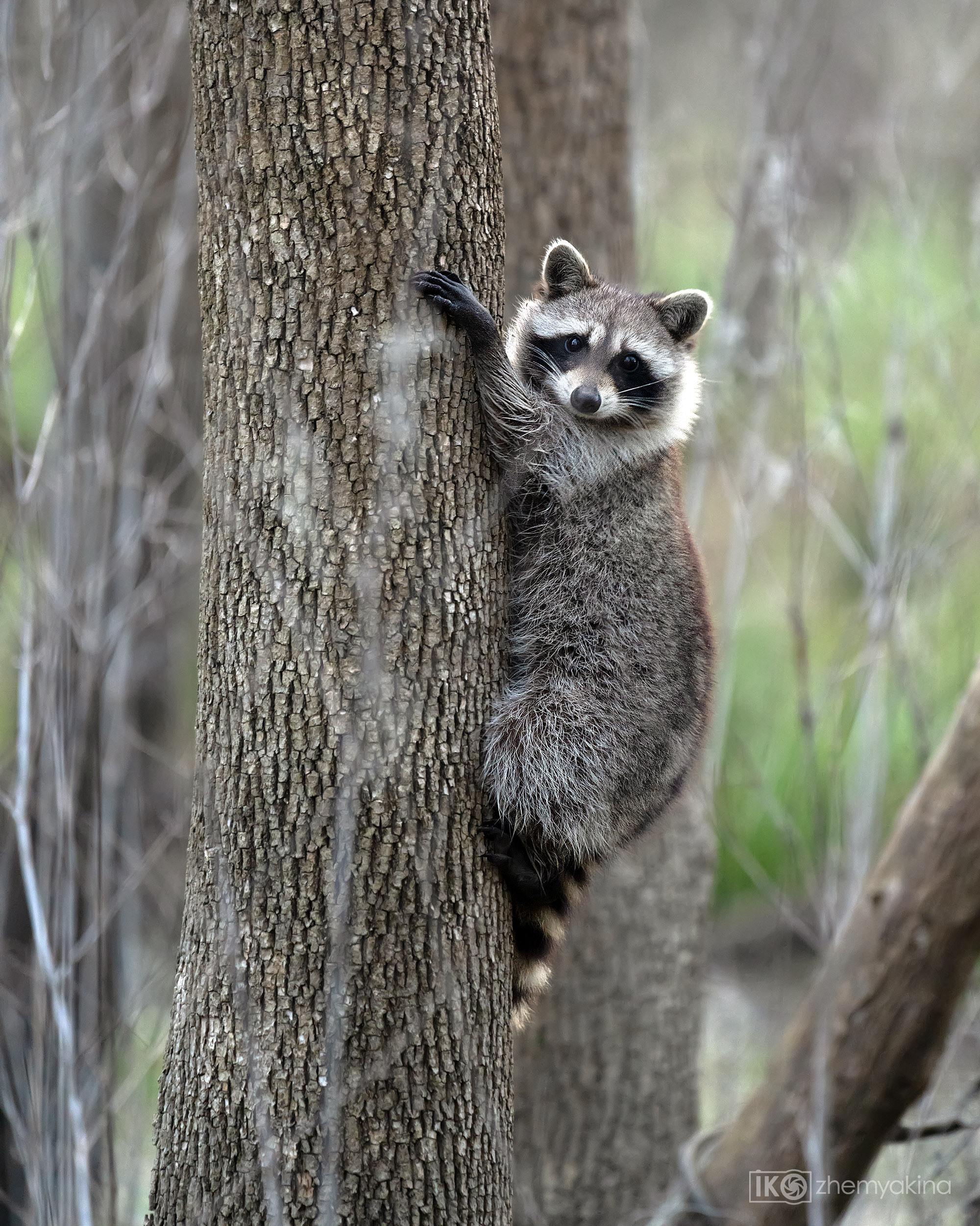 Brazos Bend State Park — Texas Parks and Wildlife. Photographer Irina Kozhemyakina. Houston