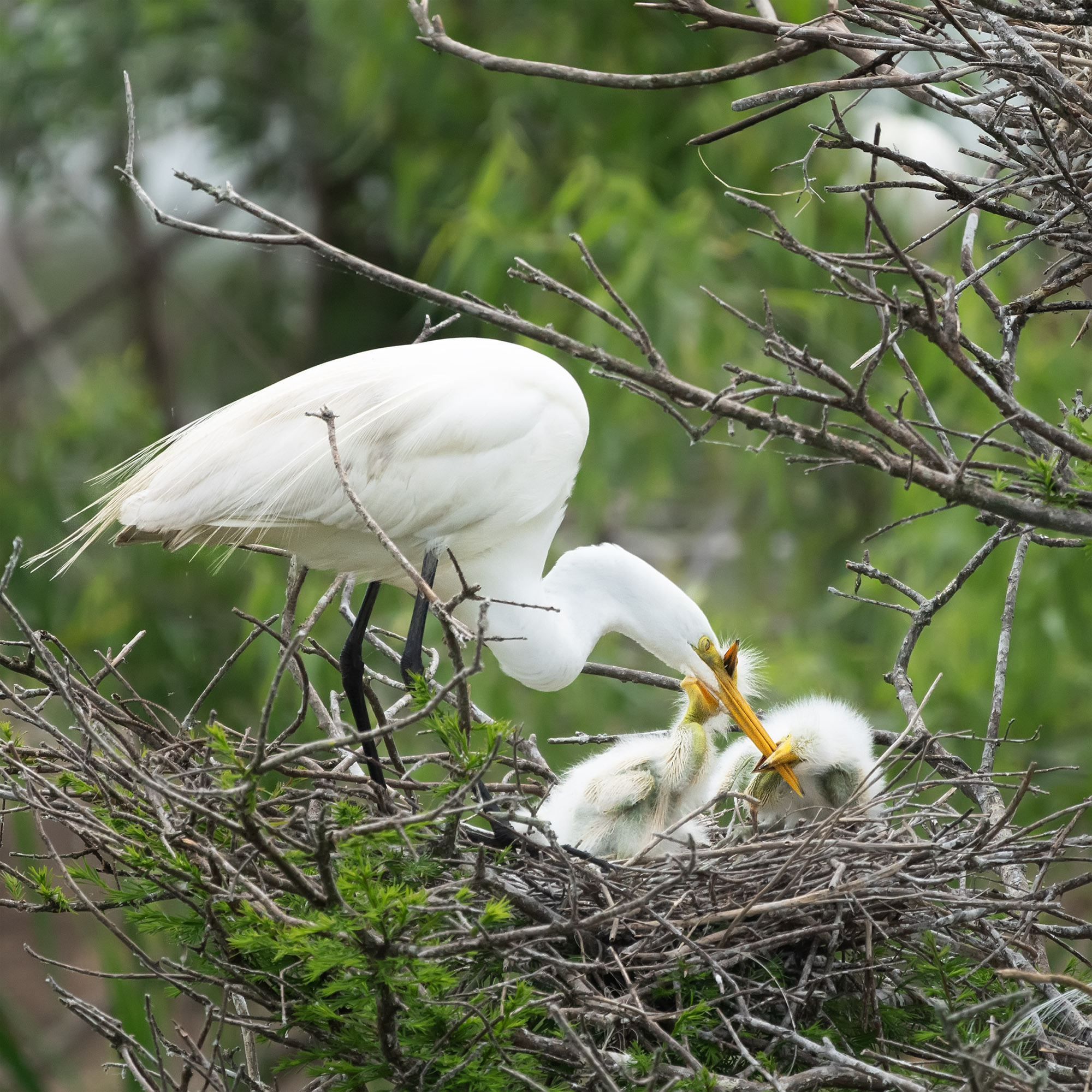 Smith Oaks Sanctuary. Photographer Irina Kozhemyakina. Houston