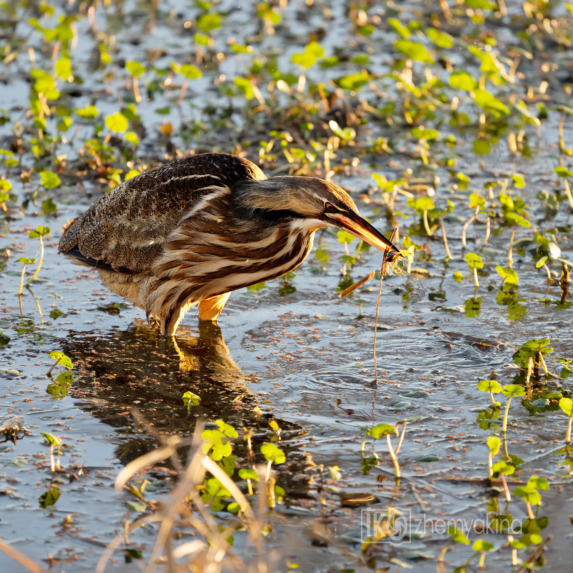 Brazos Bend State Park — Texas Parks and Wildlife. Photographer Irina Kozhemyakina. Houston