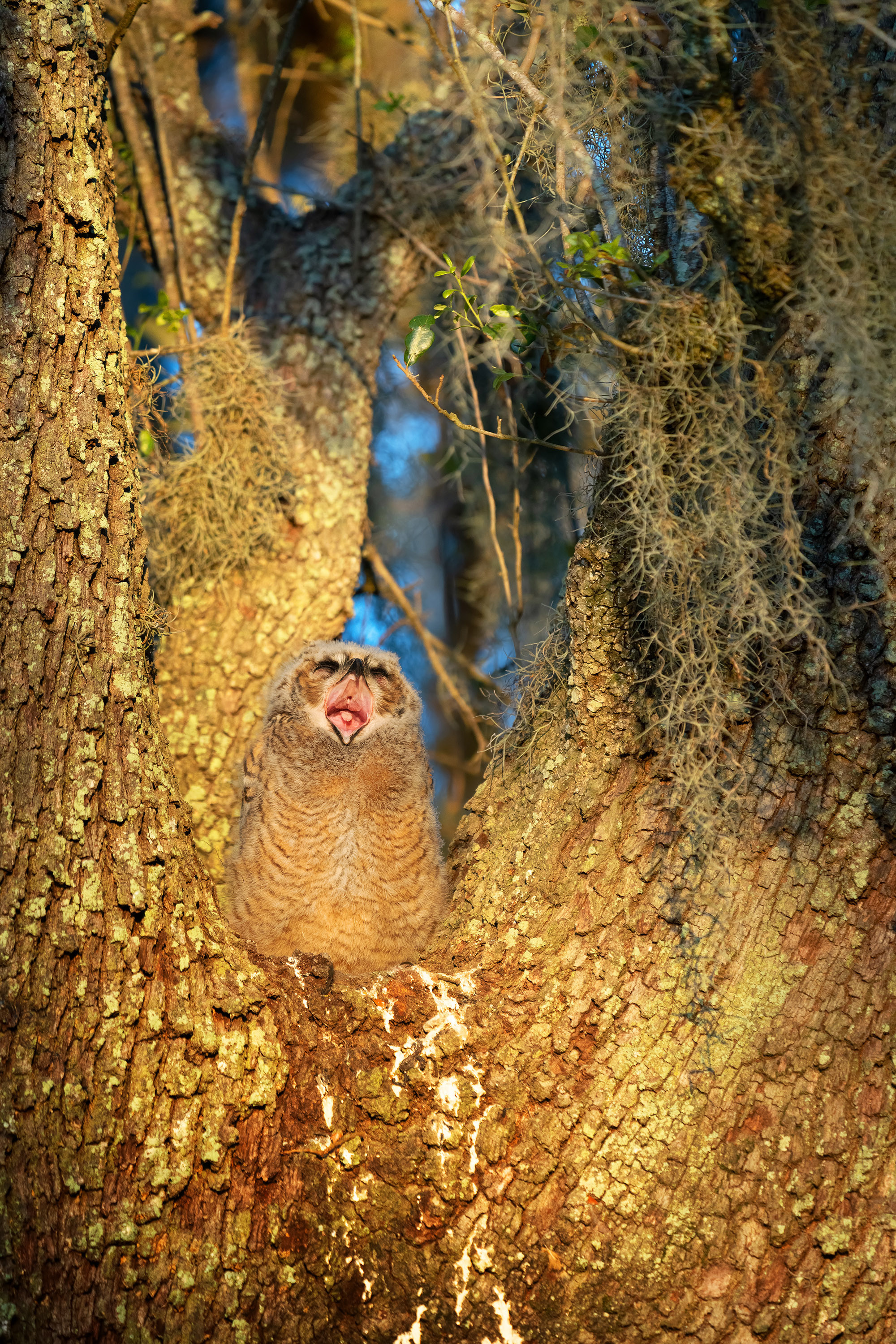 Brazos Bend State Park — Texas Parks and Wildlife. Photographer Irina Kozhemyakina. Houston