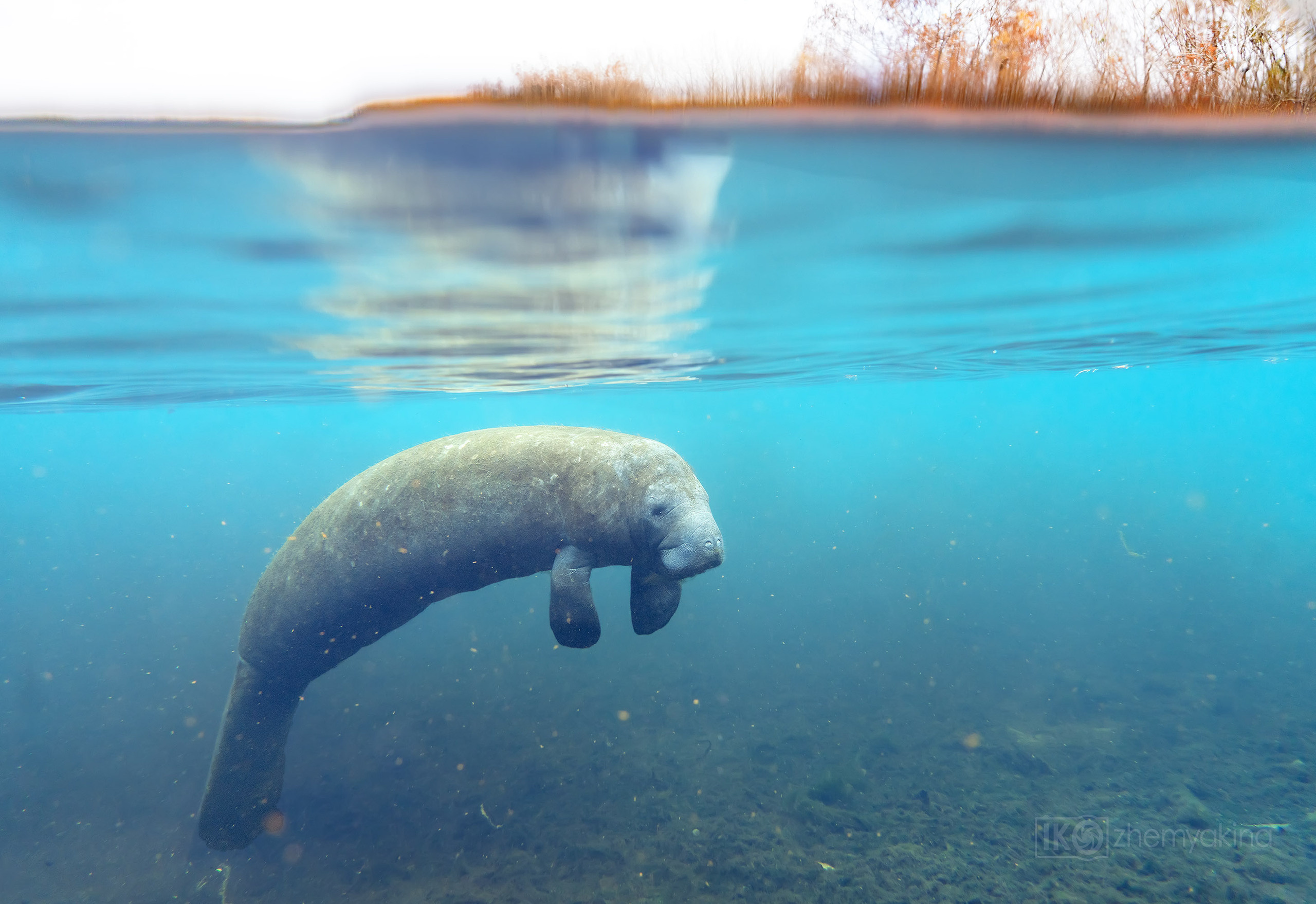 Manatee Springs State Park. Photographer Irina Kozhemyakina. Houston