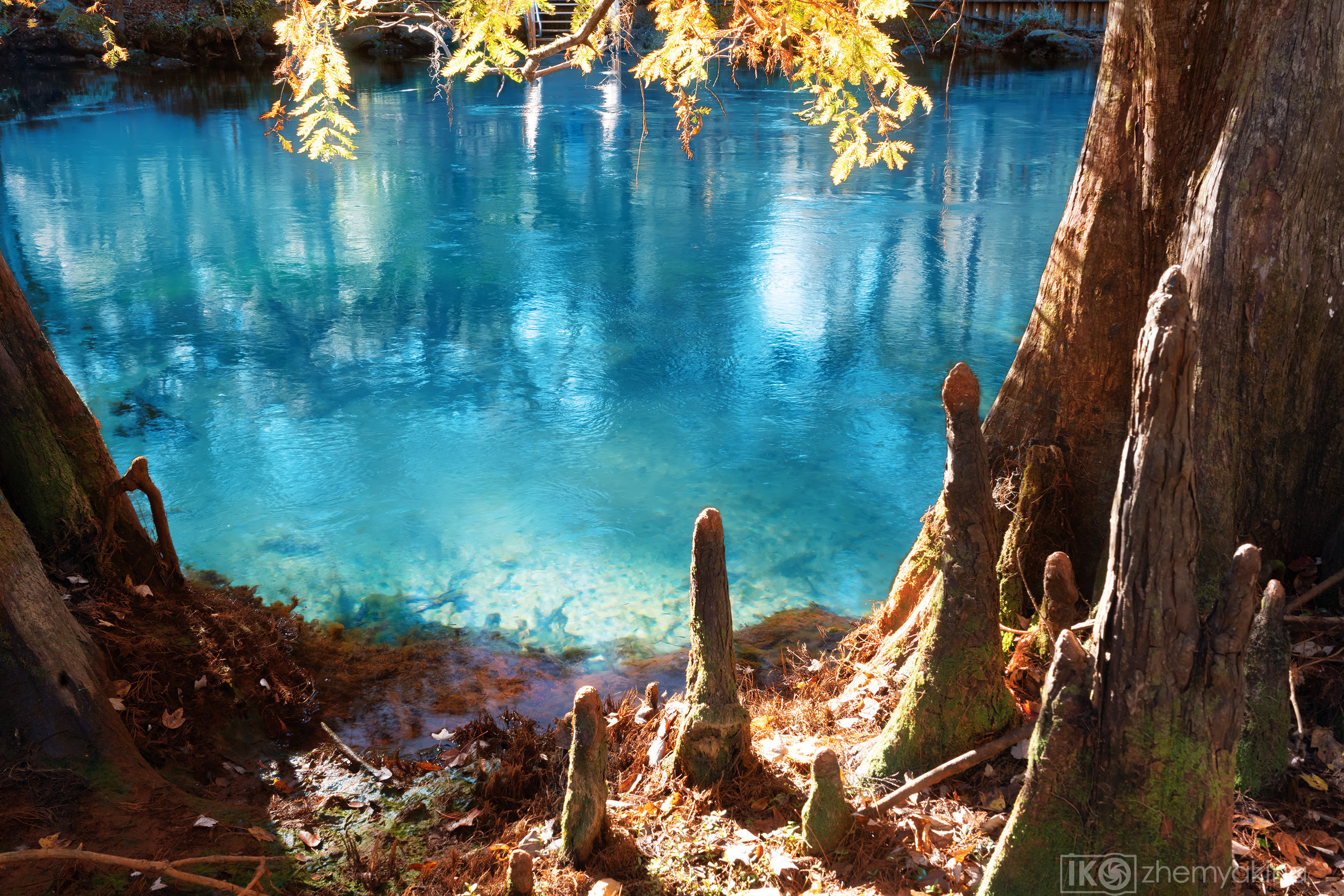 Manatee Springs State Park. Photographer Irina Kozhemyakina. Houston
