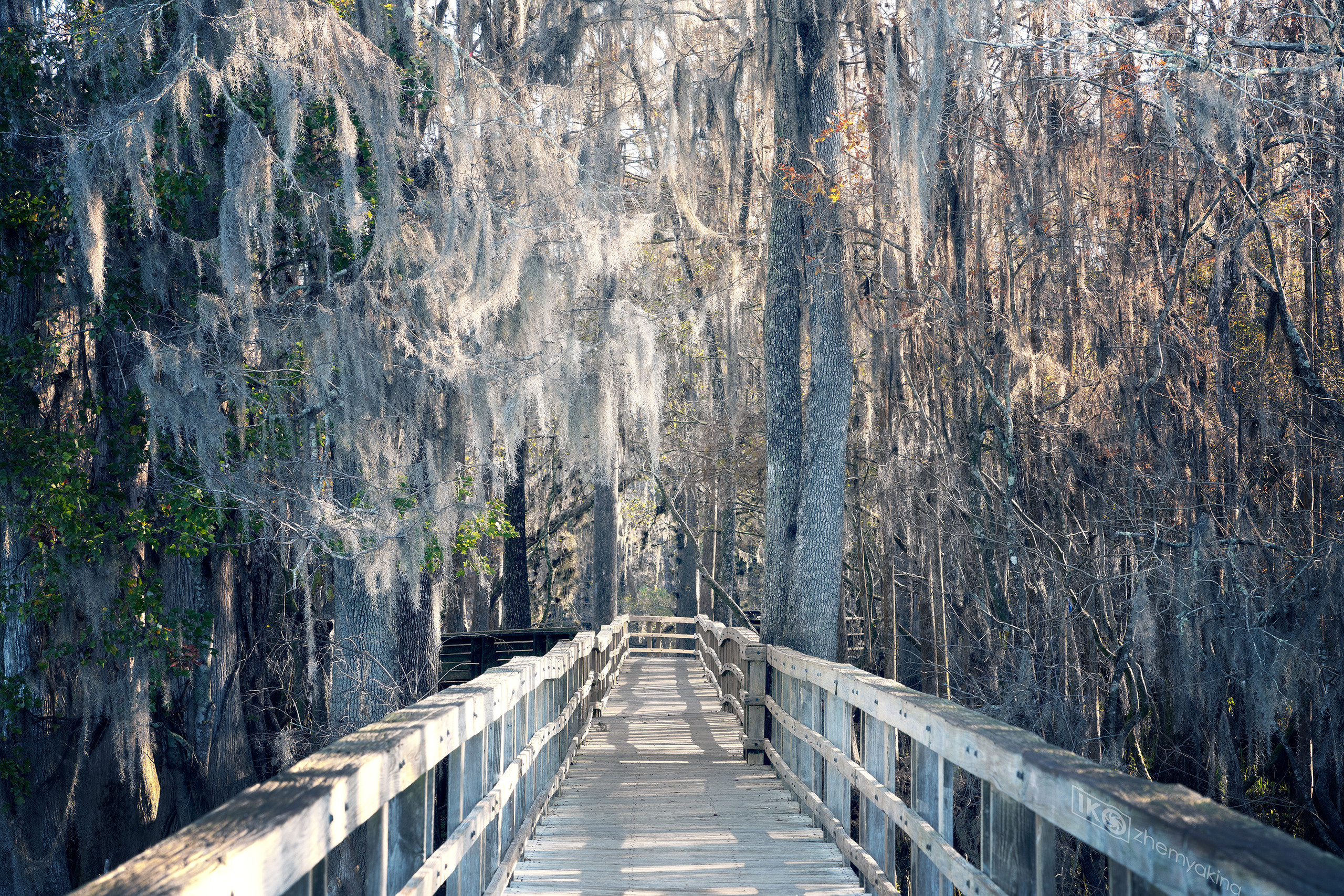 Manatee Springs State Park. Photographer Irina Kozhemyakina. Houston