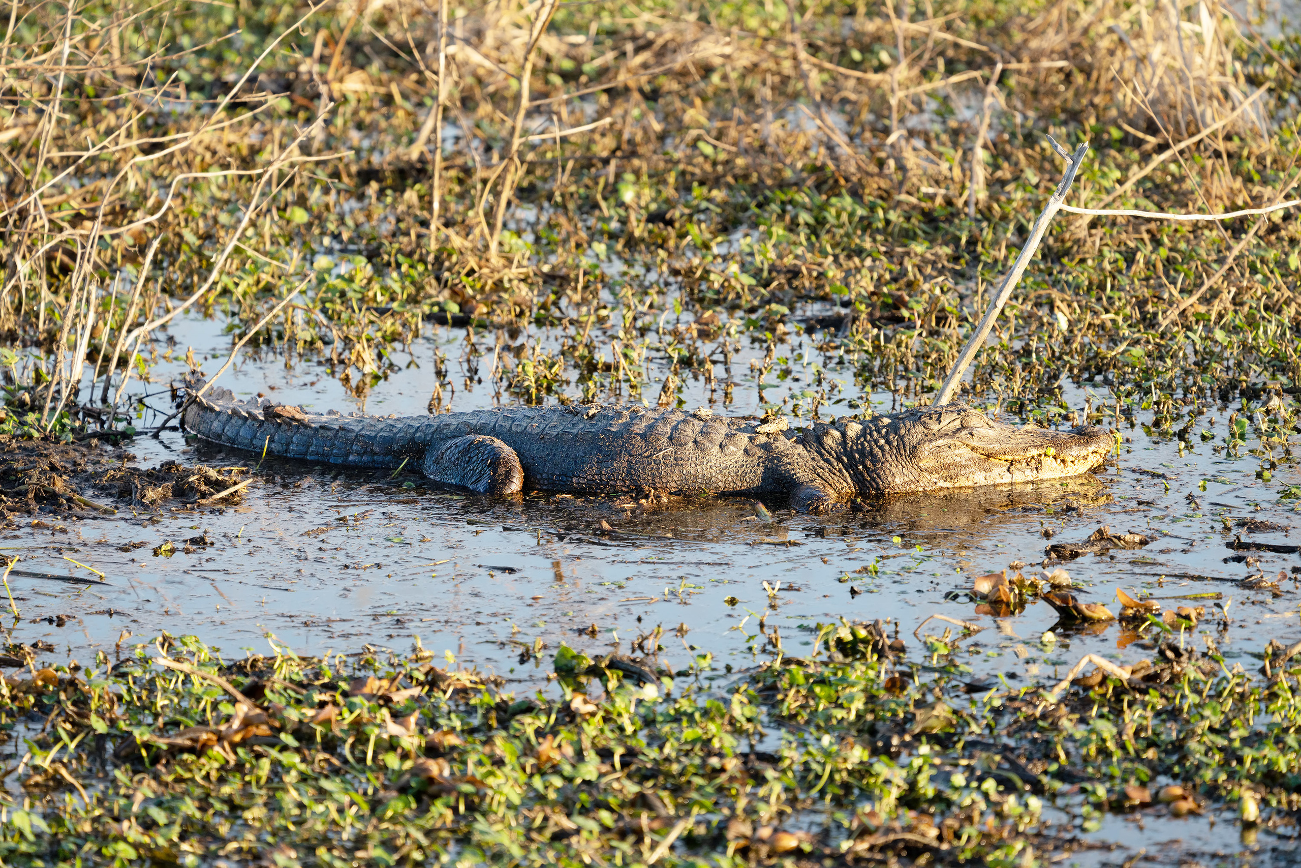 Brazos Bend State Park — Texas Parks and Wildlife. Photographer Irina Kozhemyakina. Houston