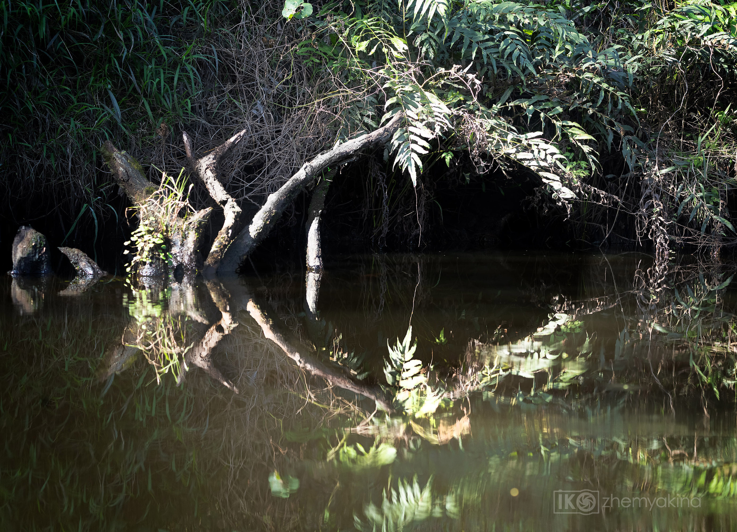 Little Manatee River State Park, Florida. Photographer Irina Kozhemyakina. Houston