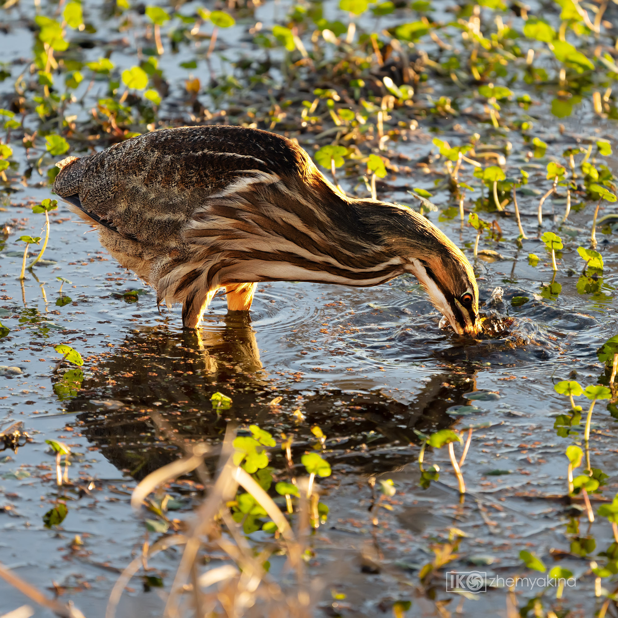 Brazos Bend State Park — Texas Parks and Wildlife. Photographer Irina Kozhemyakina. Houston