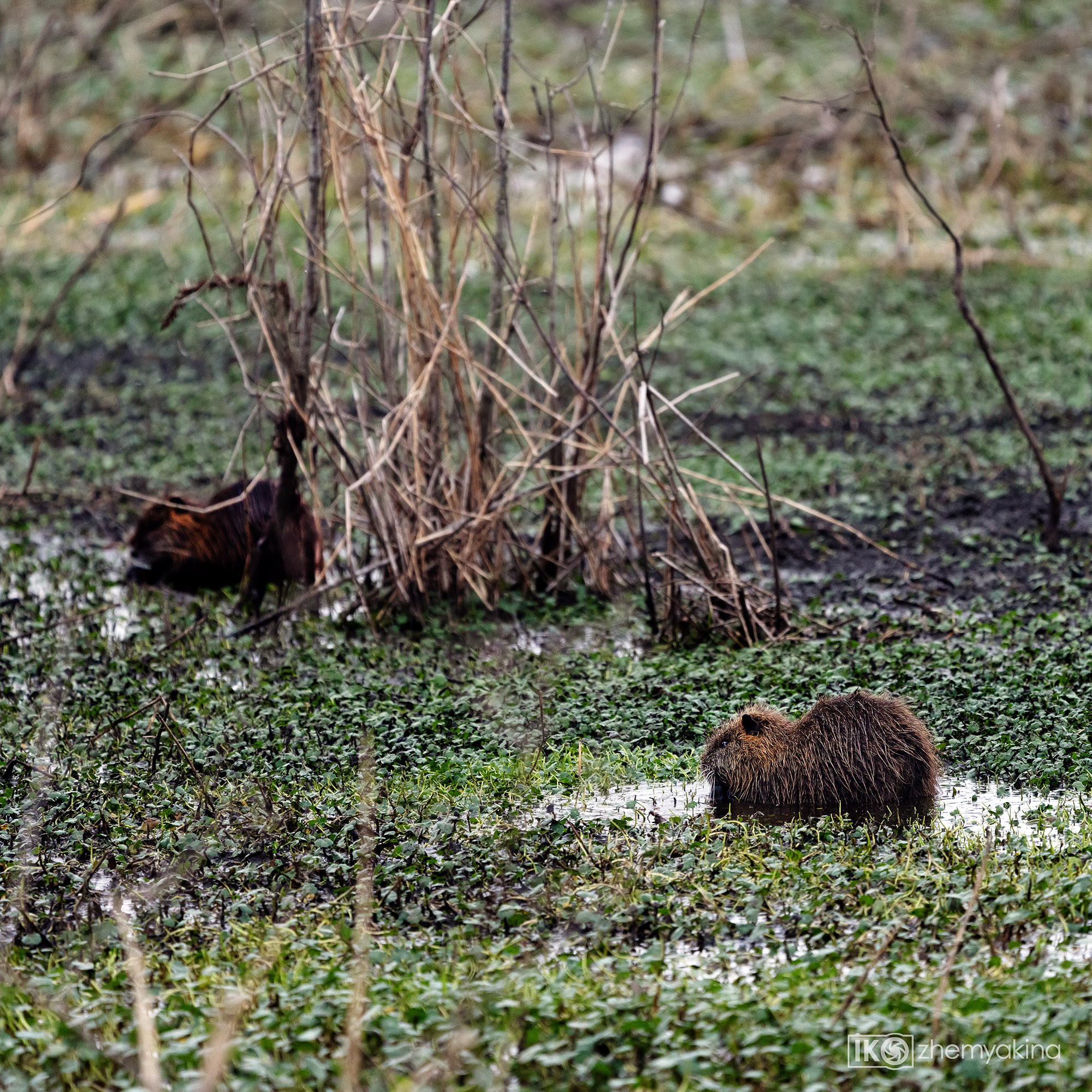 Brazos Bend State Park — Texas Parks and Wildlife. Photographer Irina Kozhemyakina. Houston