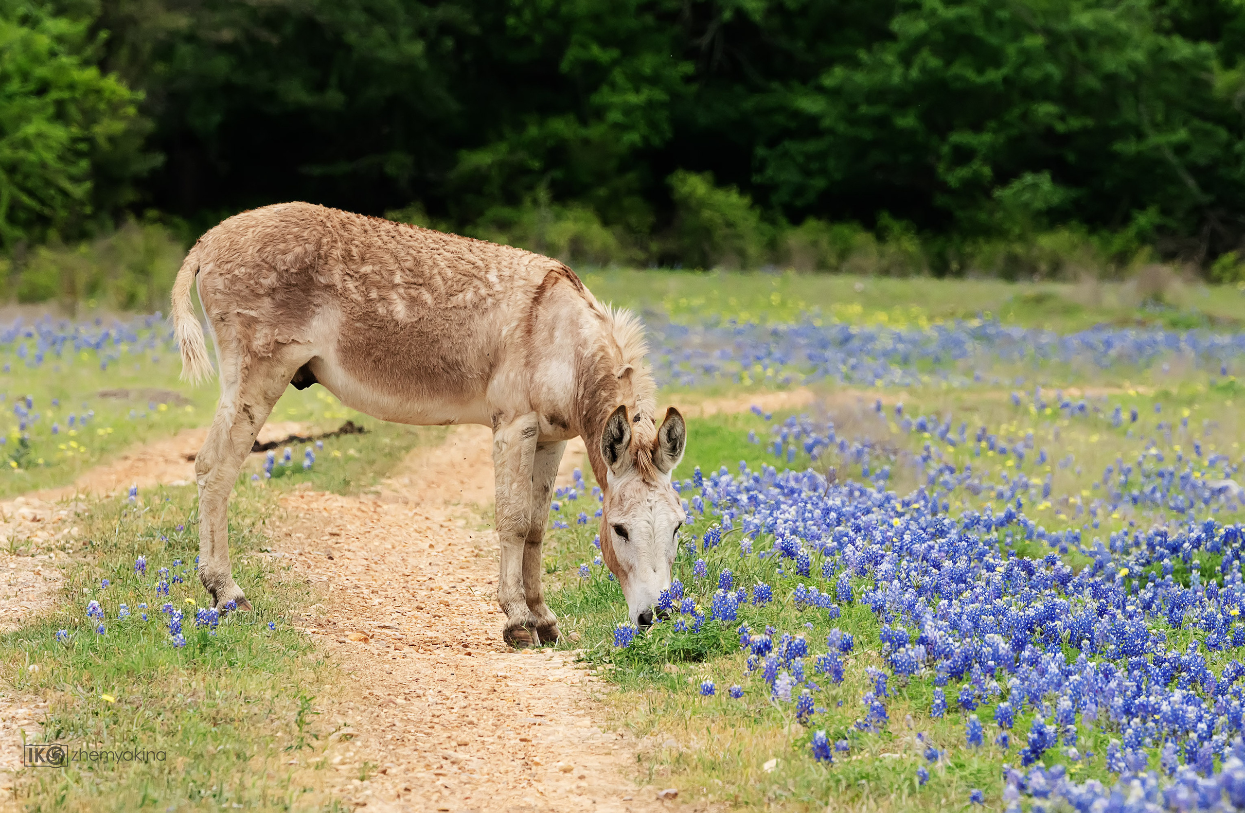 Bluebonnets. Photographer Irina Kozhemyakina. Houston