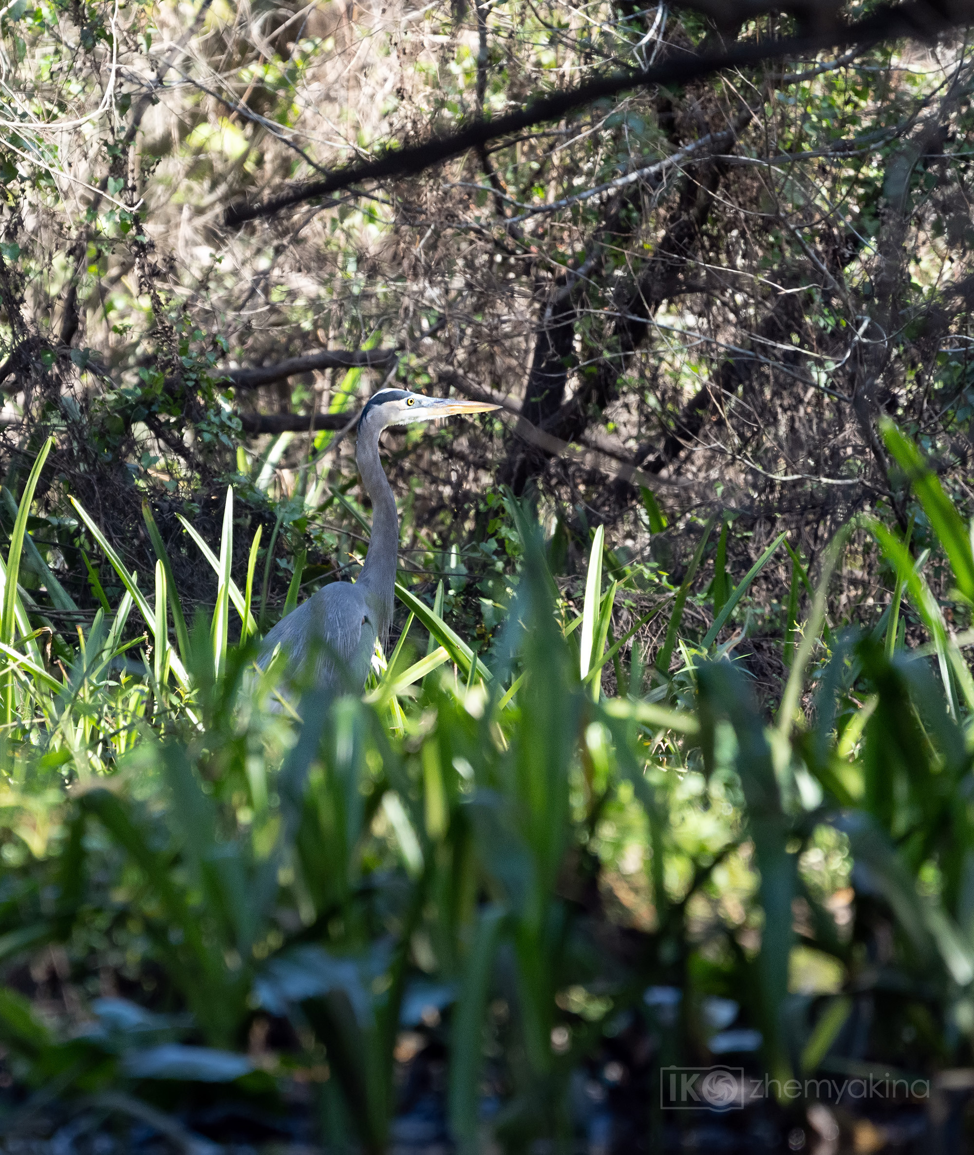 Great, blue, heron,  Ardea herodias