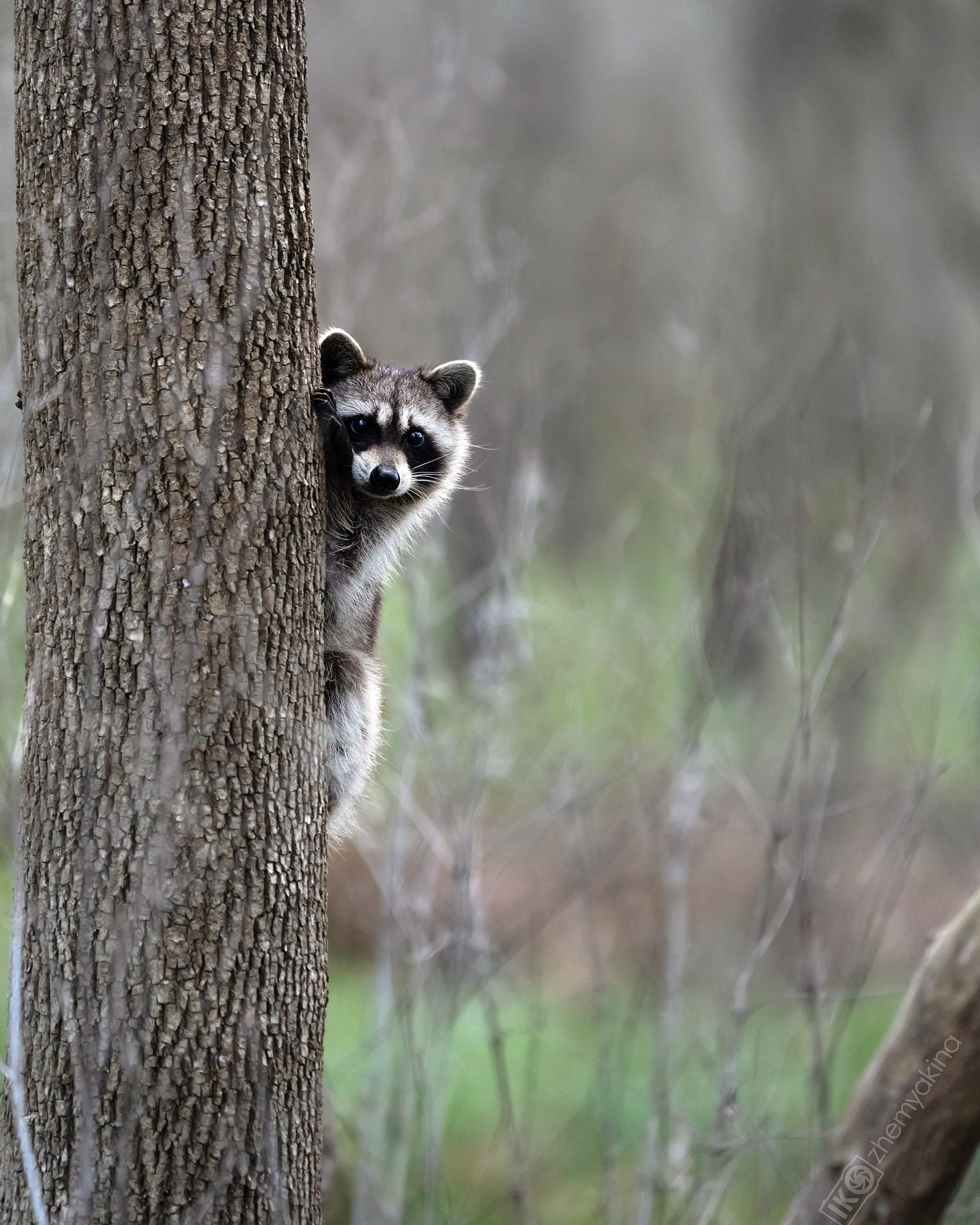 Brazos Bend State Park — Texas Parks and Wildlife. Photographer Irina Kozhemyakina. Houston