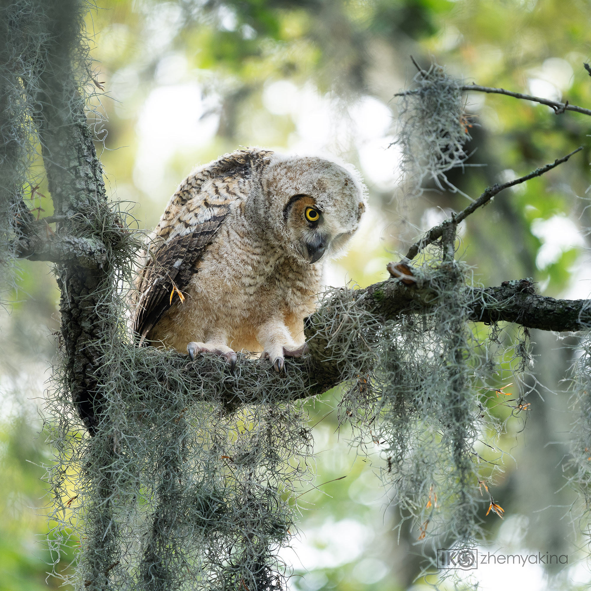 Brazos Bend State Park — Texas Parks and Wildlife. Photographer Irina Kozhemyakina. Houston