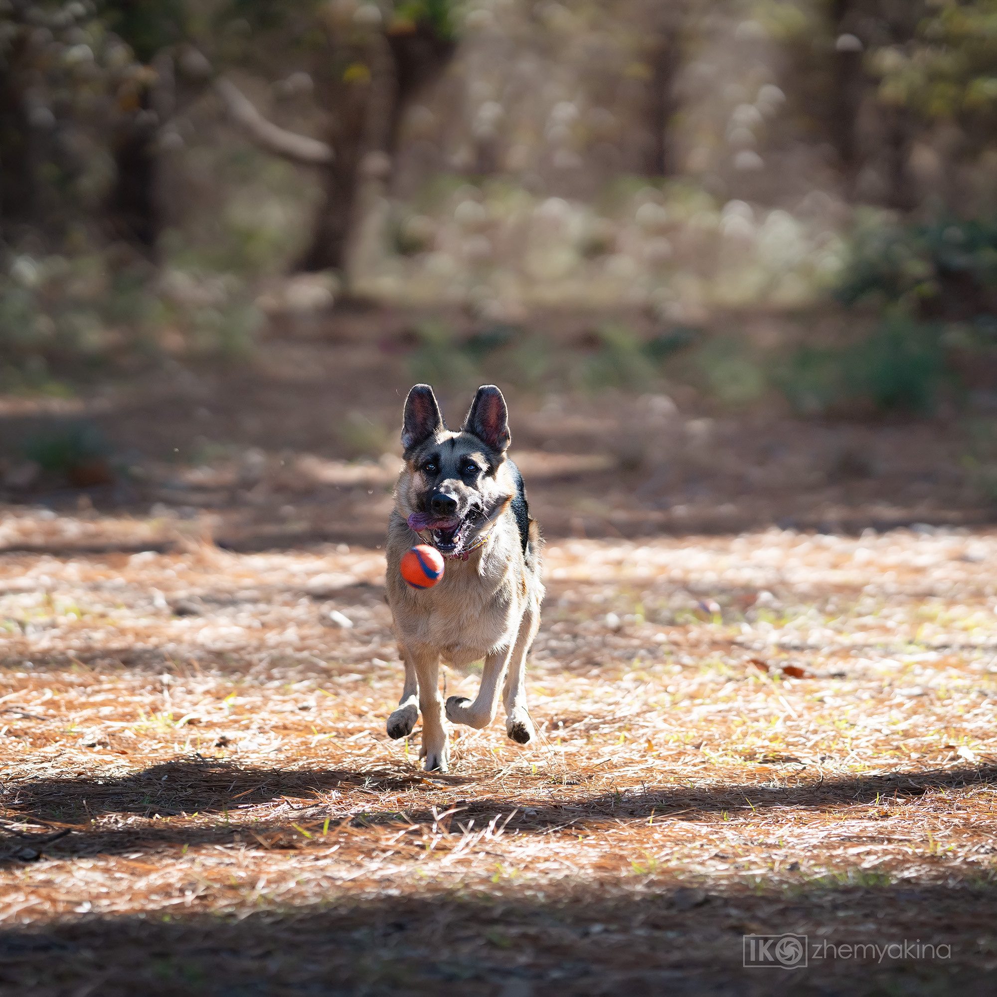Two shepherd dogs and a ball. Photographer Irina Kozhemyakina. Houston