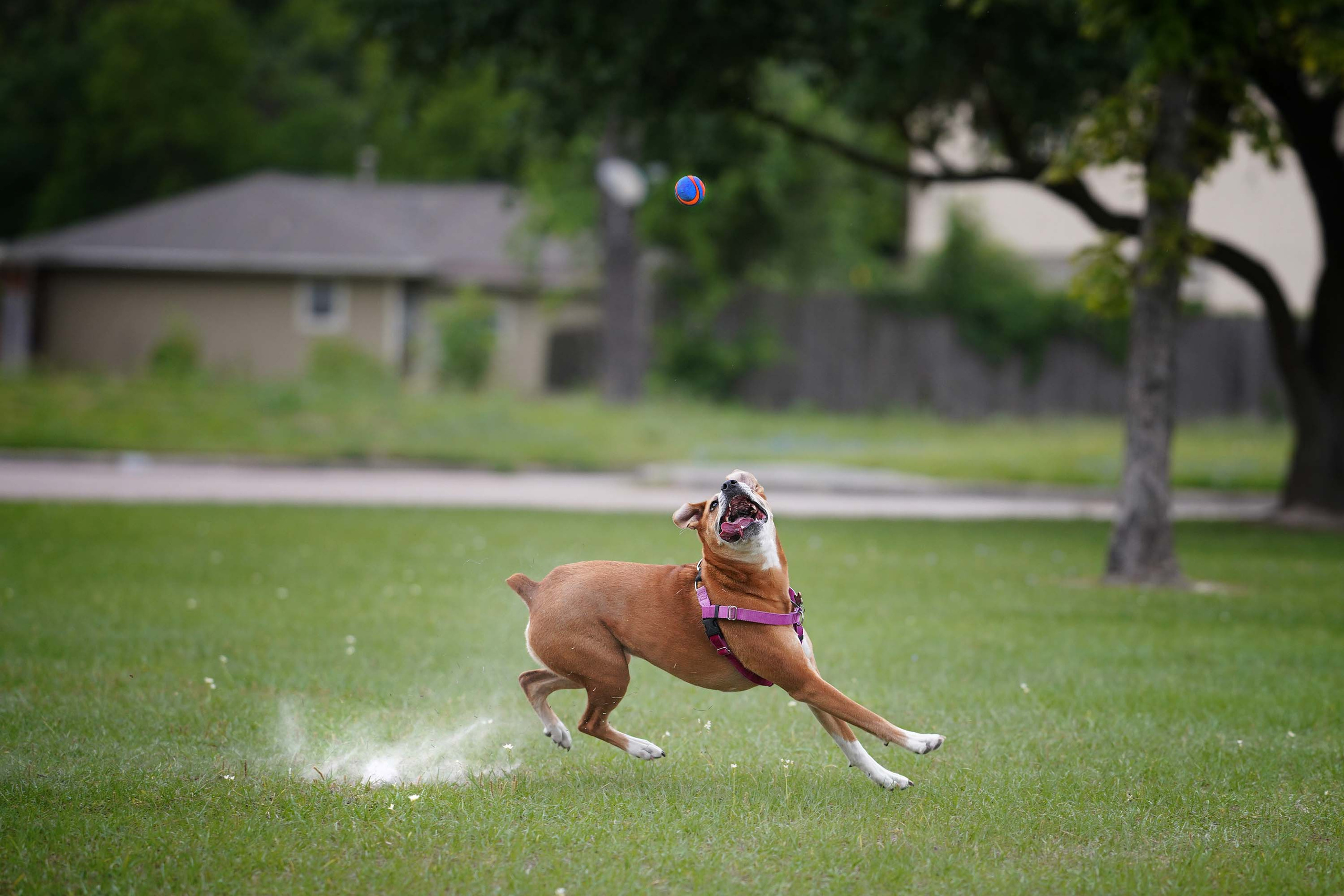 Nala. Photographer Irina Kozhemyakina. Houston