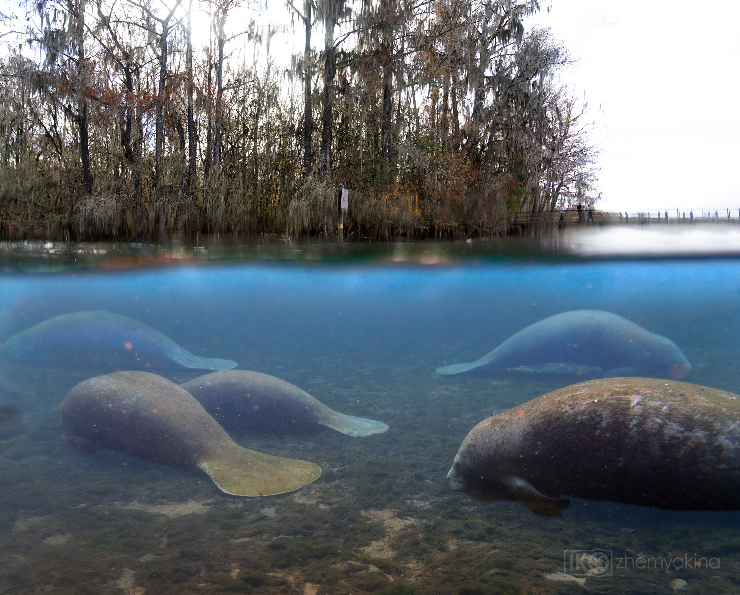 Manatee Springs State Park. Photographer Irina Kozhemyakina. Houston