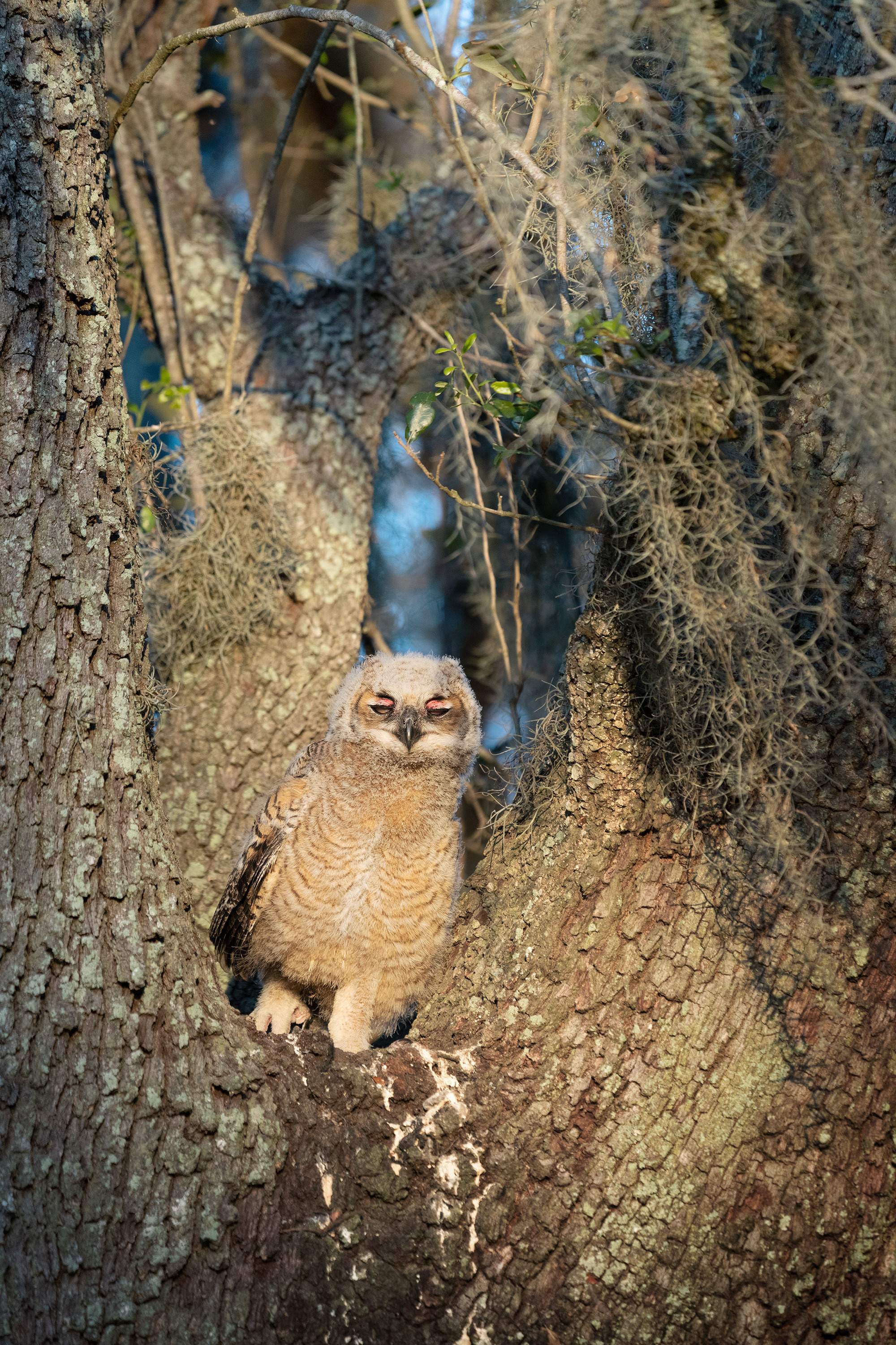 Brazos Bend State Park — Texas Parks and Wildlife. Photographer Irina Kozhemyakina. Houston