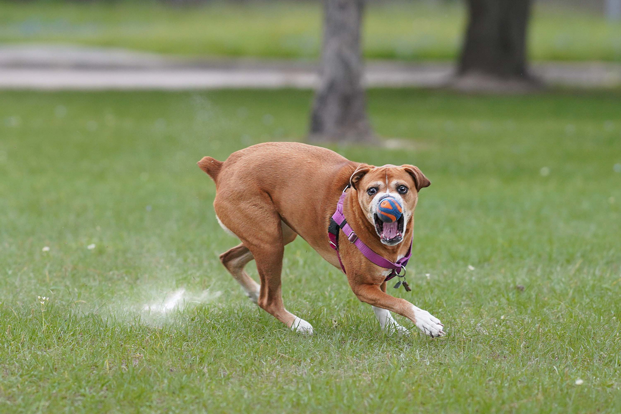 Nala. Photographer Irina Kozhemyakina. Houston