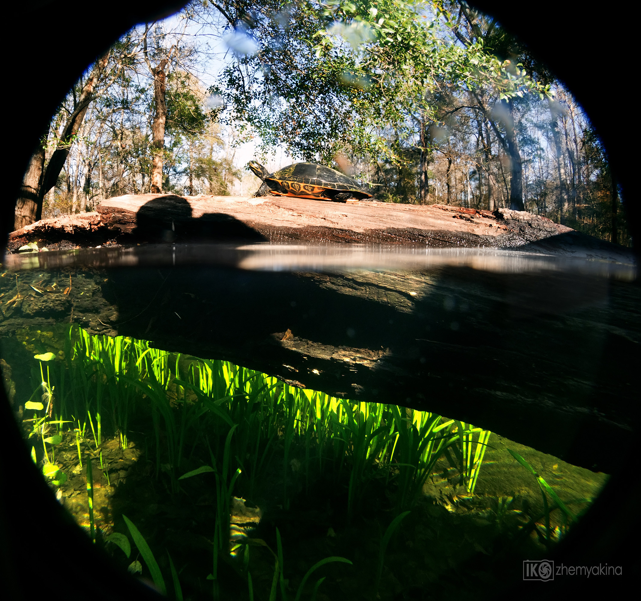 Gilchrist Blue Springs State Park. Photographer Irina Kozhemyakina. Houston