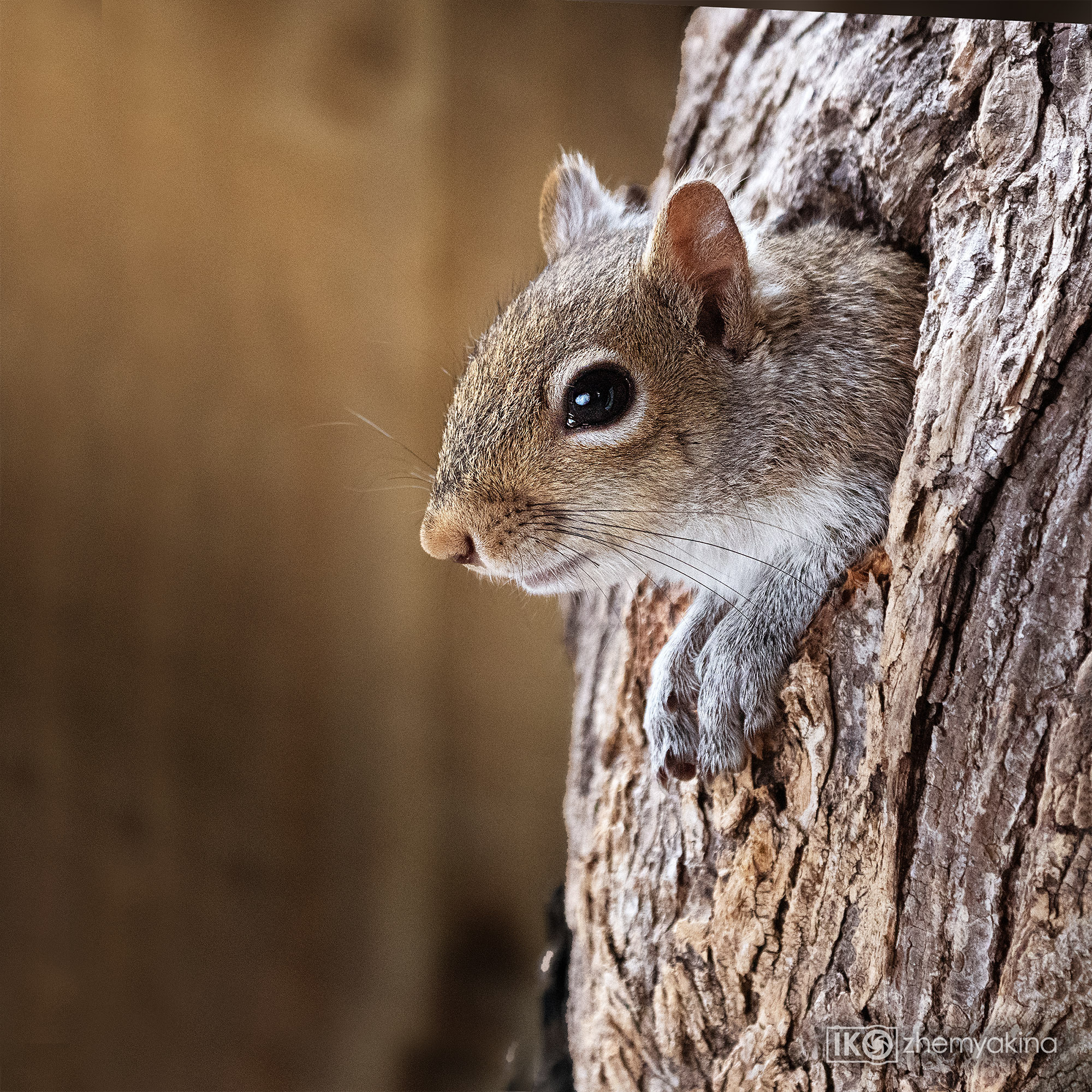 Squirrel. Photographer Irina Kozhemyakina. Houston