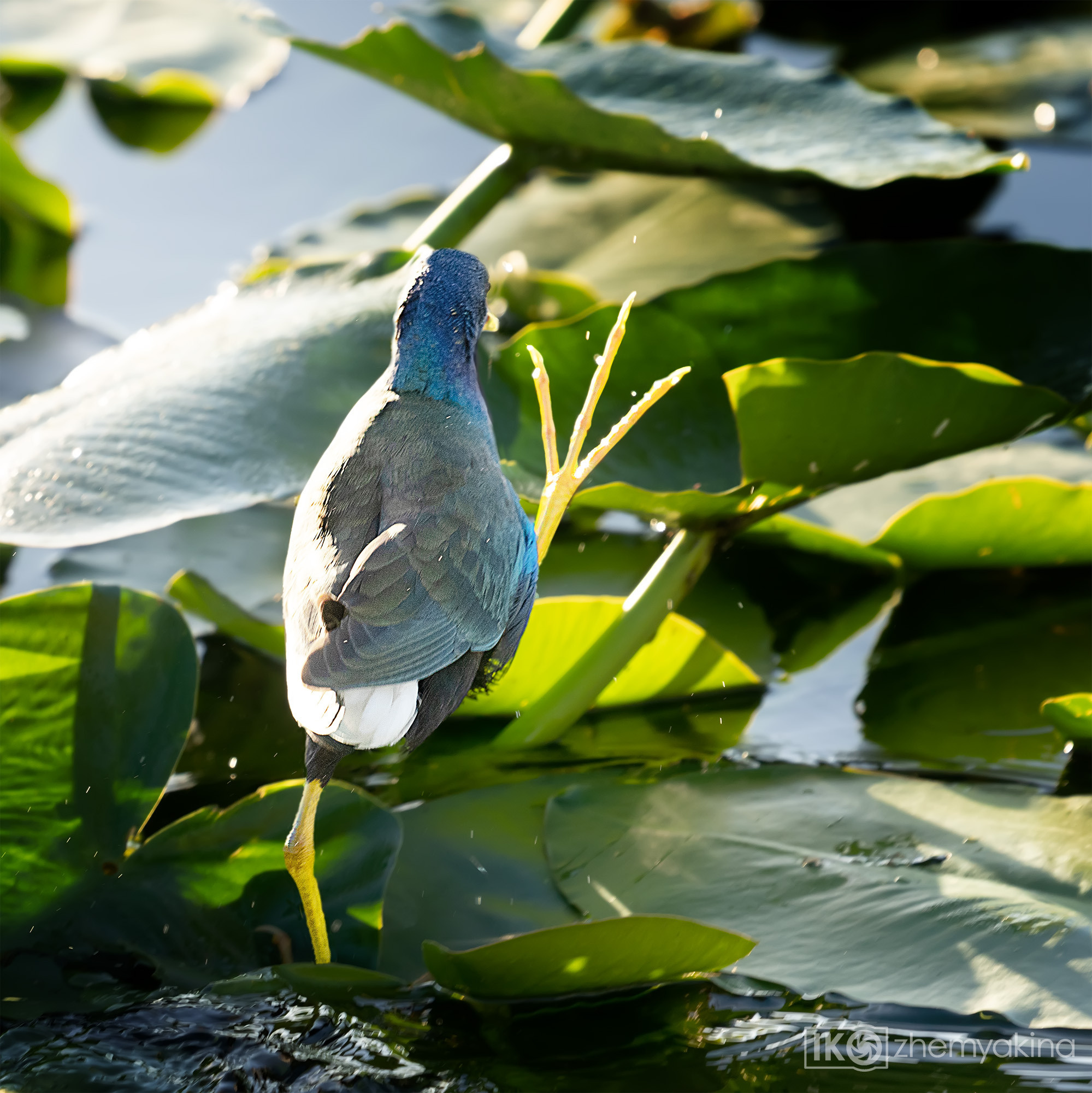 Anhinga Trail, Everglades National Park. Photographer Irina Kozhemyakina. Houston