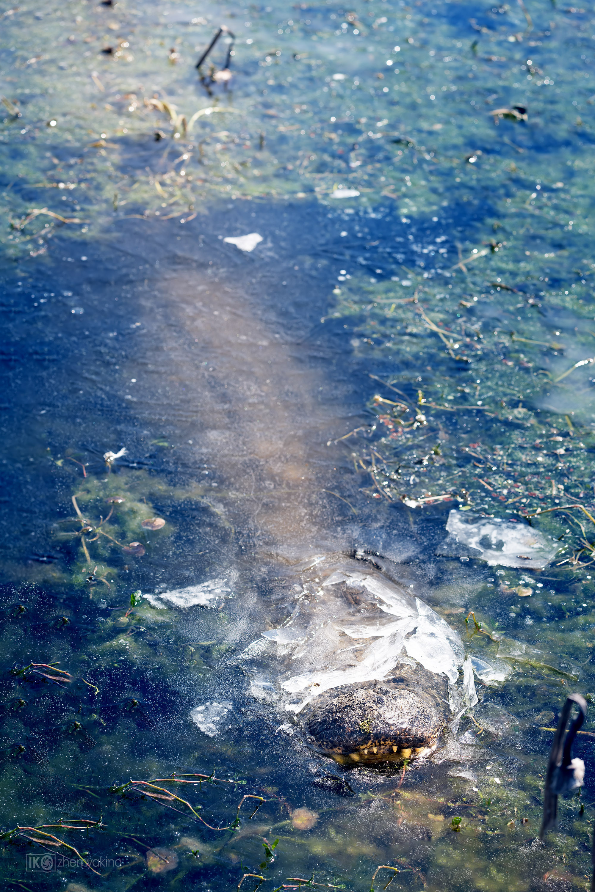 Brazos Bend State Park — Texas Parks and Wildlife. Photographer Irina Kozhemyakina. Houston