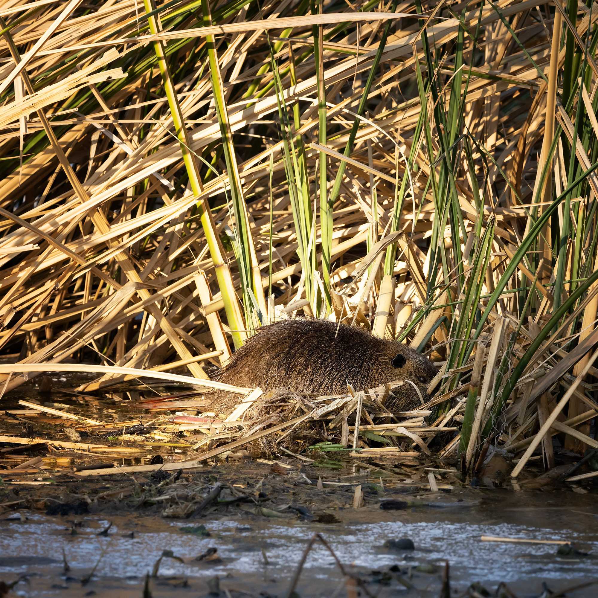Brazos Bend State Park — Texas Parks and Wildlife. Photographer Irina Kozhemyakina. Houston