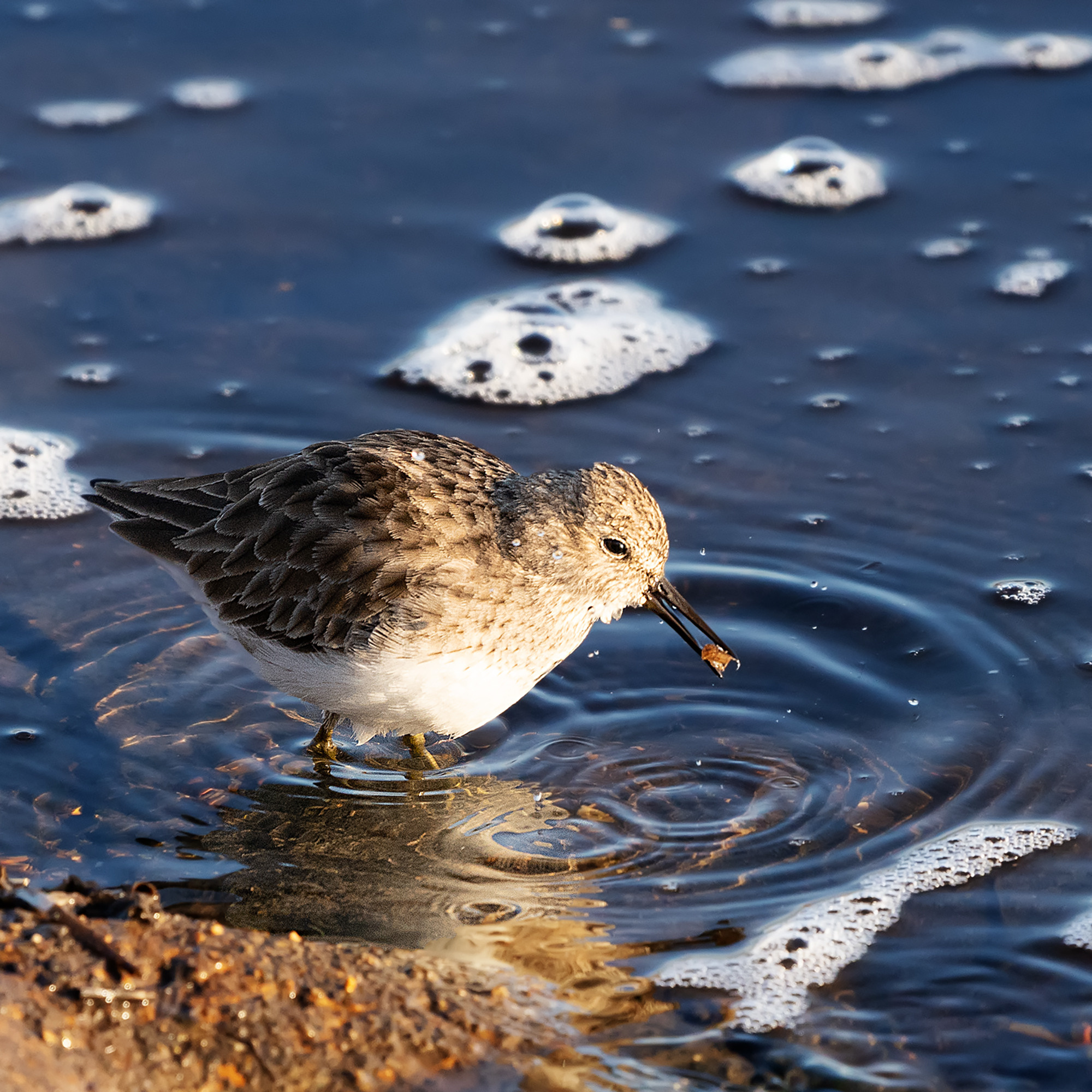 Brazos Bend State Park — Texas Parks and Wildlife. Photographer Irina Kozhemyakina. Houston