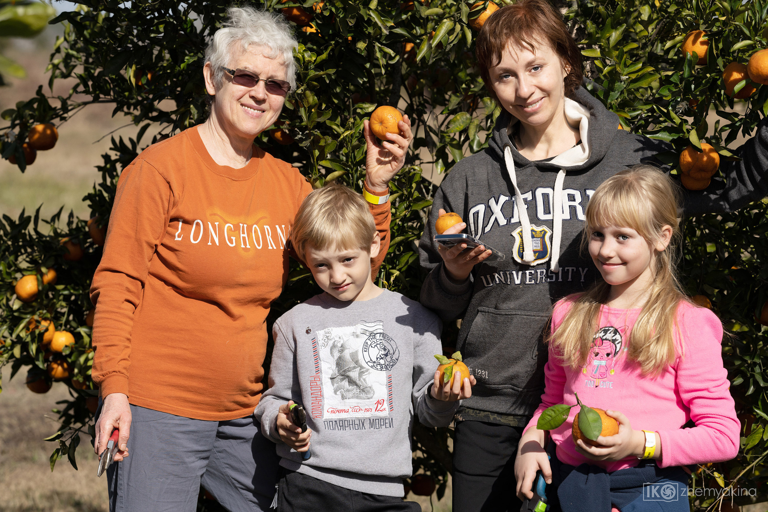 Citrus picking. Photographer Irina Kozhemyakina. Houston