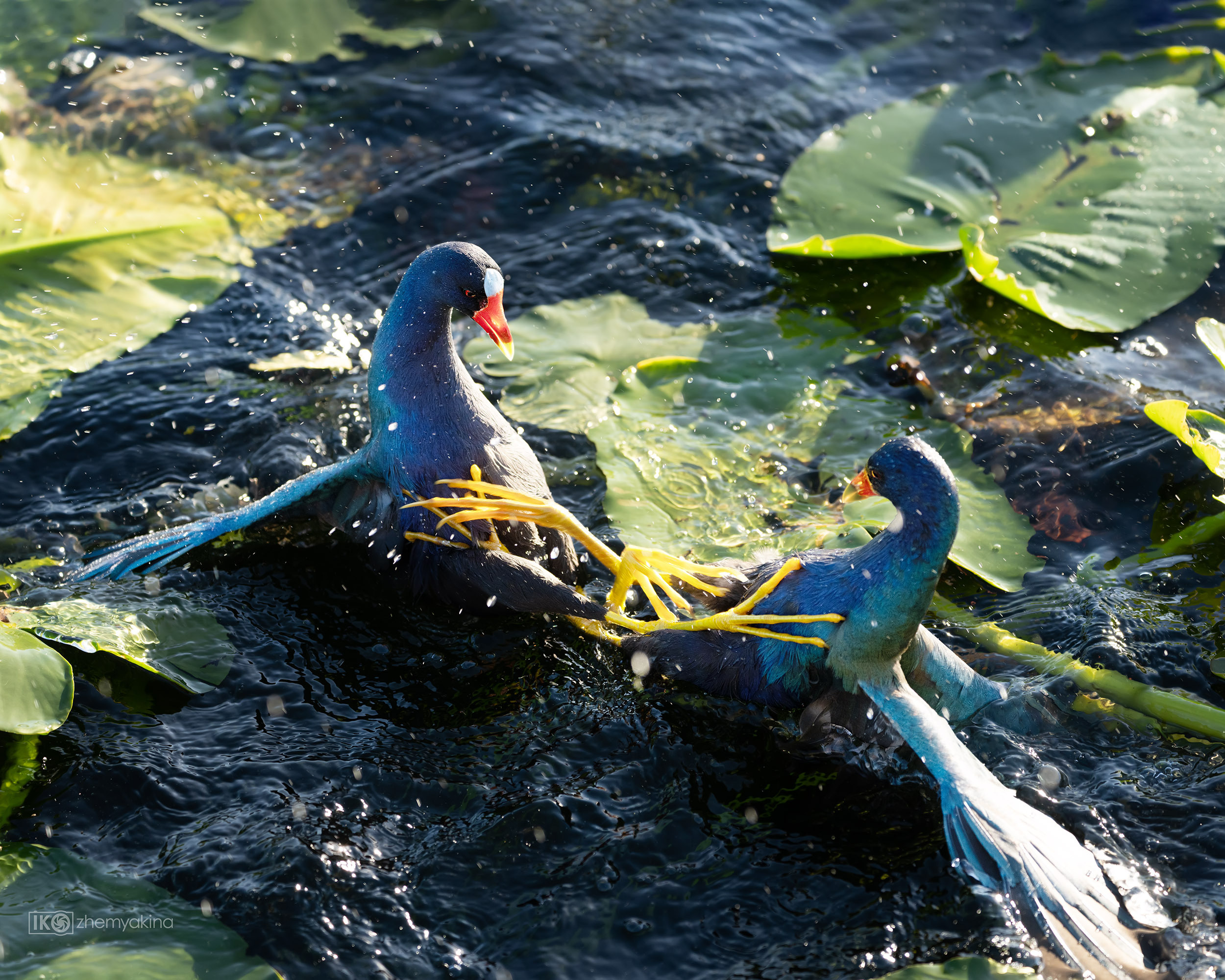 Brazos Bend State Park — Texas Parks and Wildlife. Photographer Irina Kozhemyakina. Houston