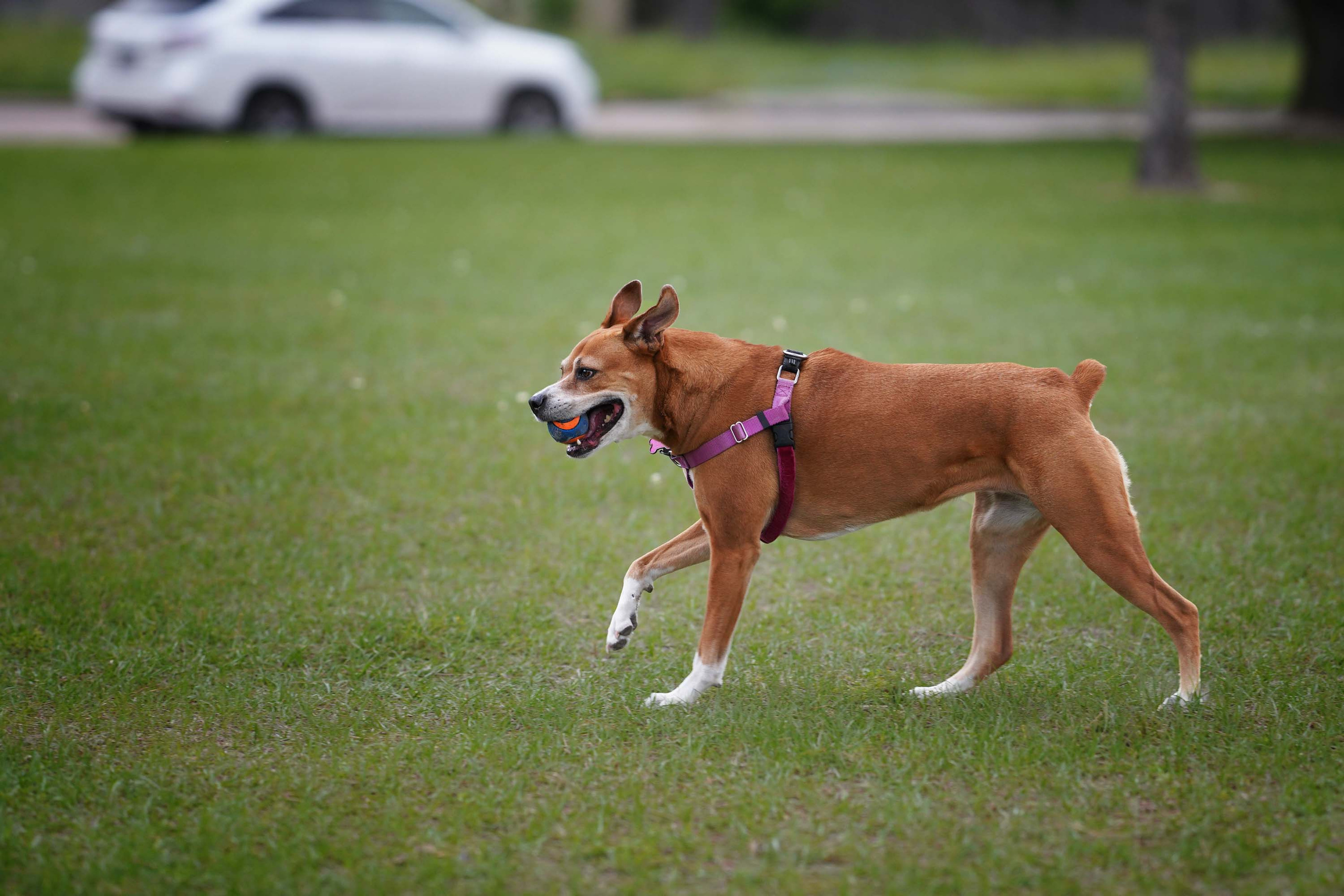 Nala. Photographer Irina Kozhemyakina. Houston